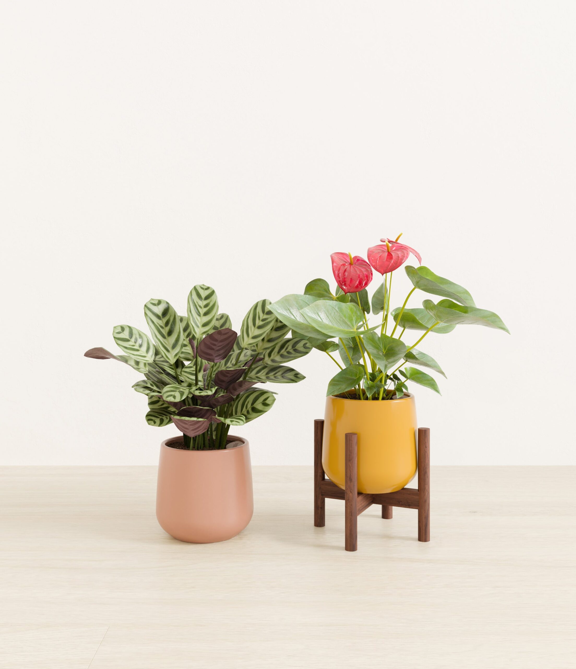 Mothers_Day_Duo_US_studio_sunset_palette_1_stands.jpg