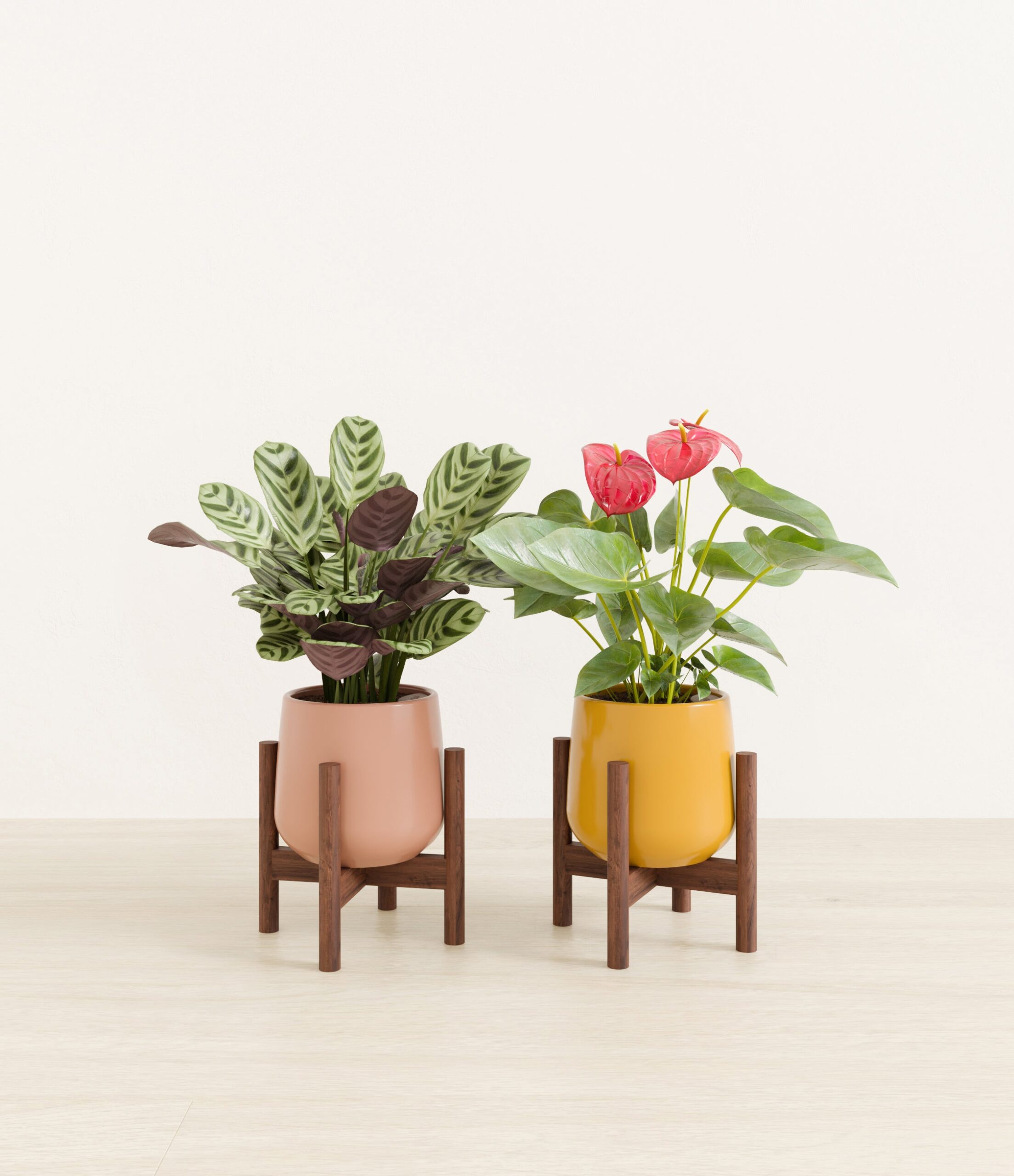 Mothers_Day_Duo_US_studio_sunset_palette_2_stands.jpg