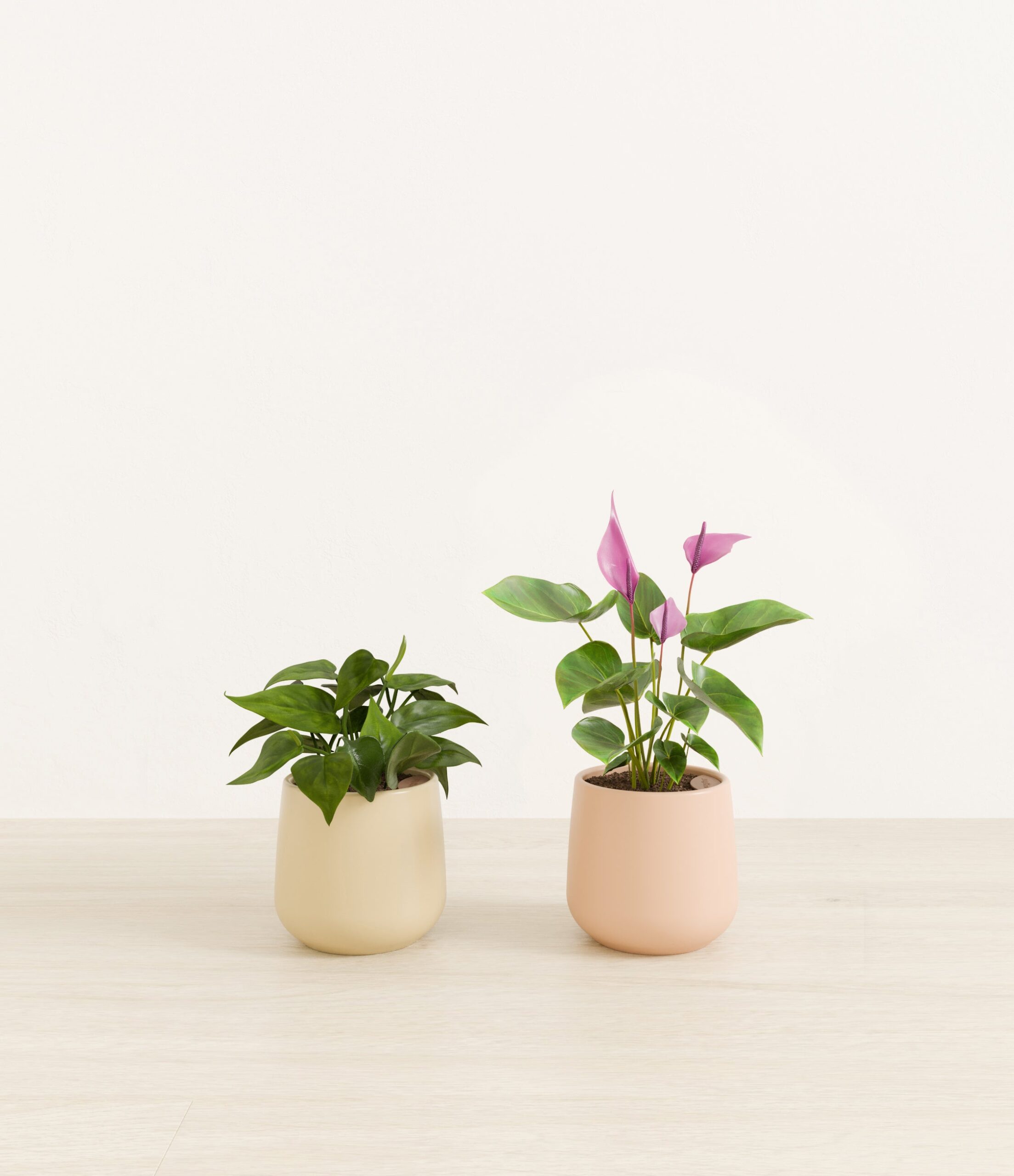 Mothers_Day_Duo_studio_desert_palette_0_stands.jpg