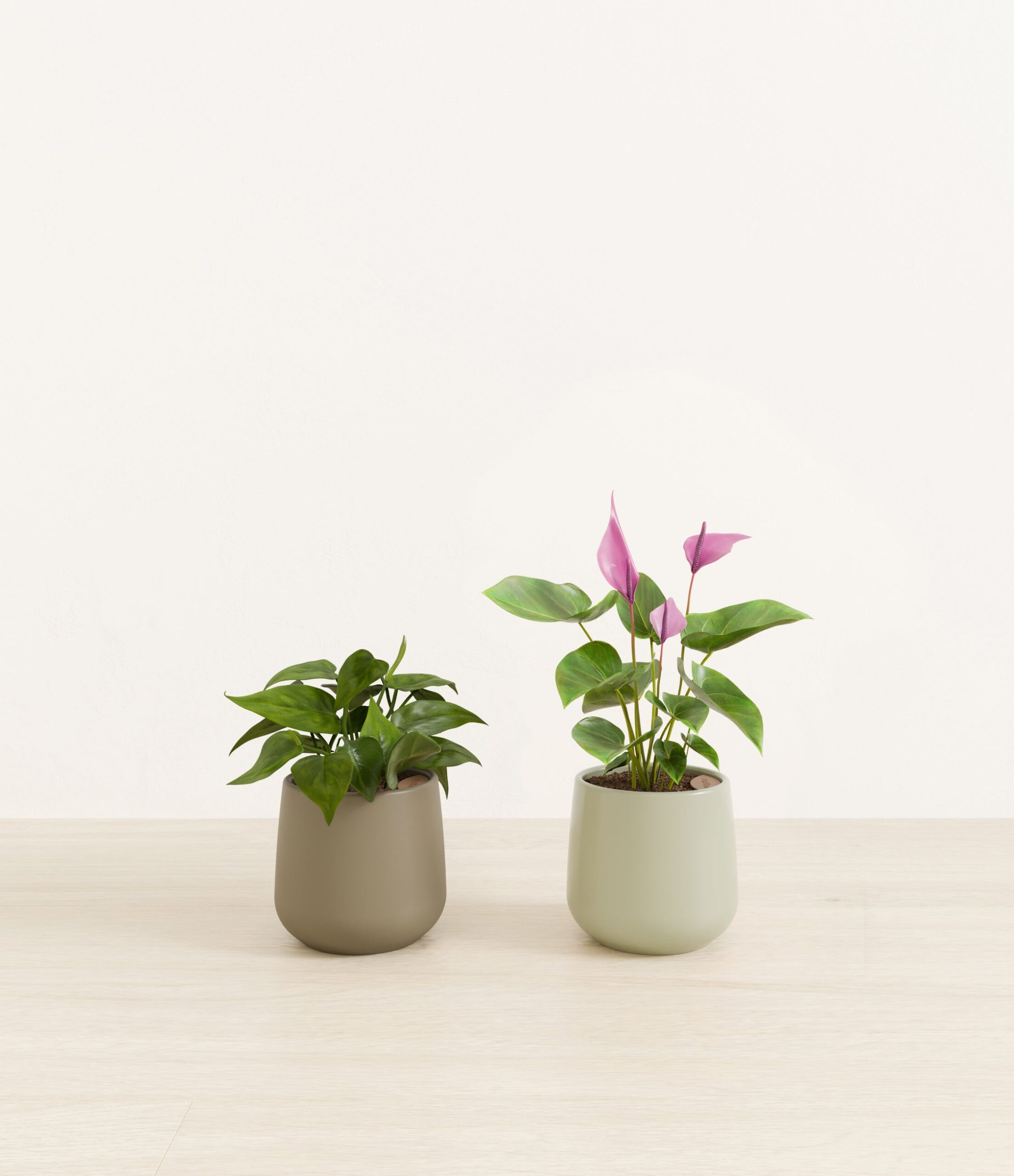 Mothers_Day_Duo_studio_evergreen_palette_0_stands.jpg