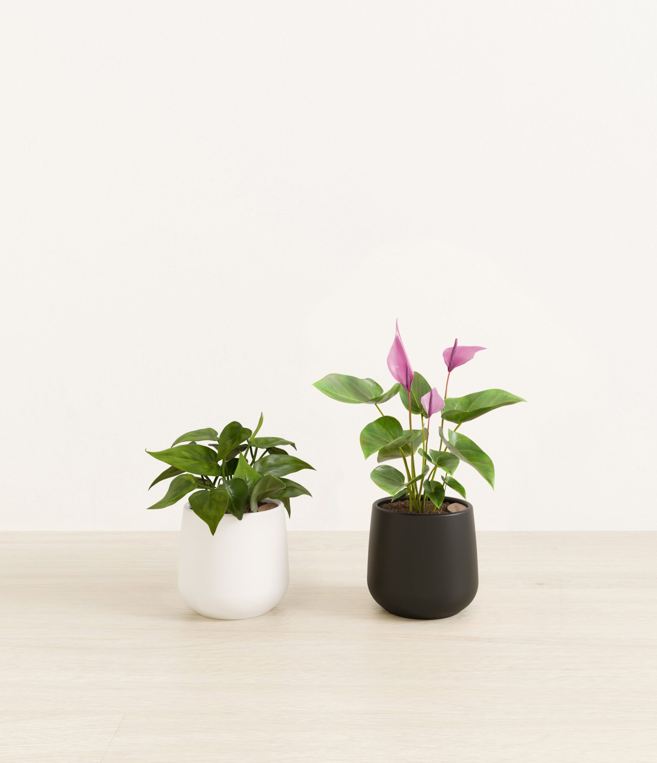 Mothers_Day_Duo_studio_orca_palette_0_stands.jpg
