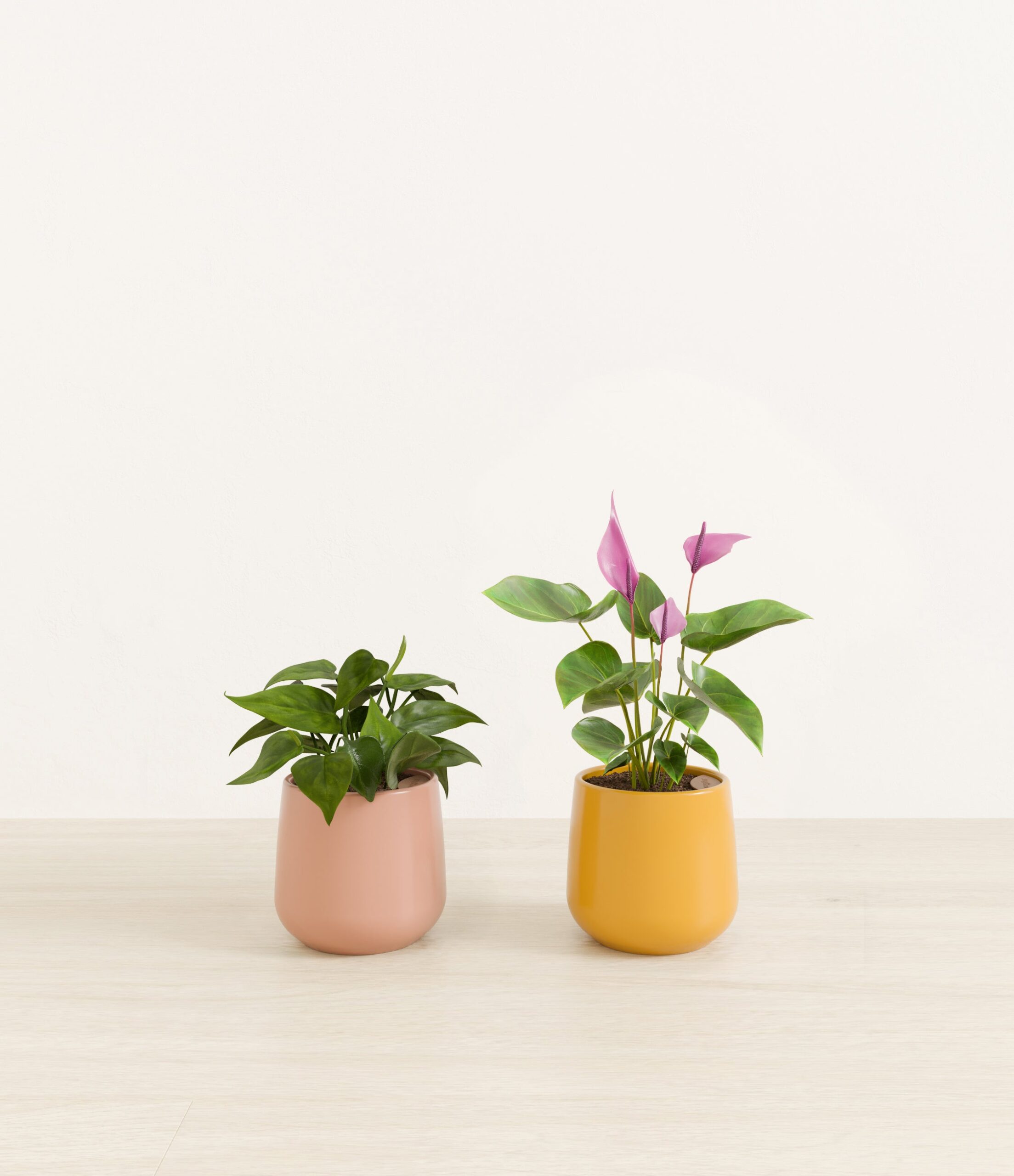 Mothers_Day_Duo_studio_sunset_palette_0_stands.jpg