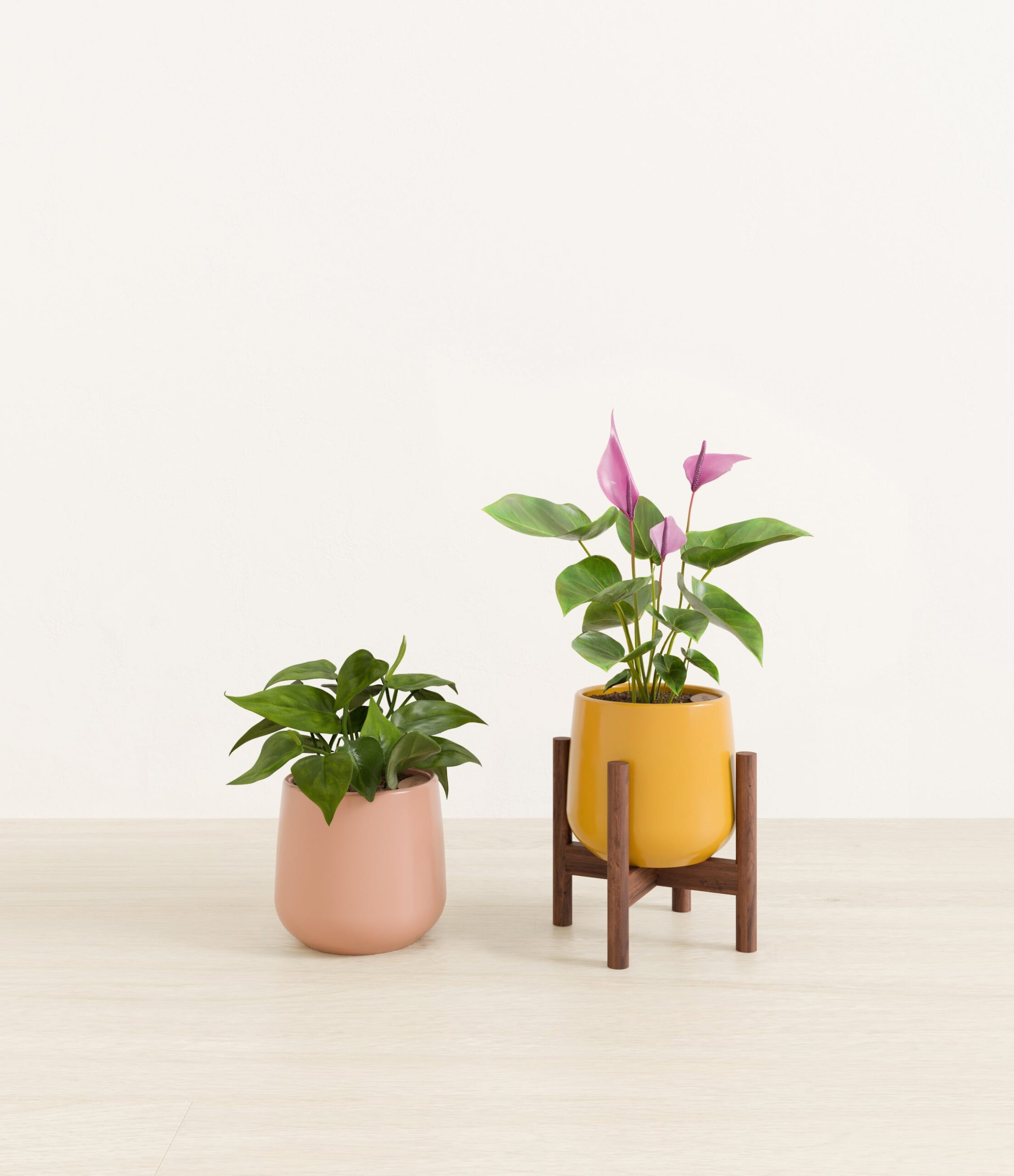 Mothers_Day_Duo_studio_sunset_palette_1_stands.jpg