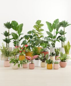 Natural Sanctuary