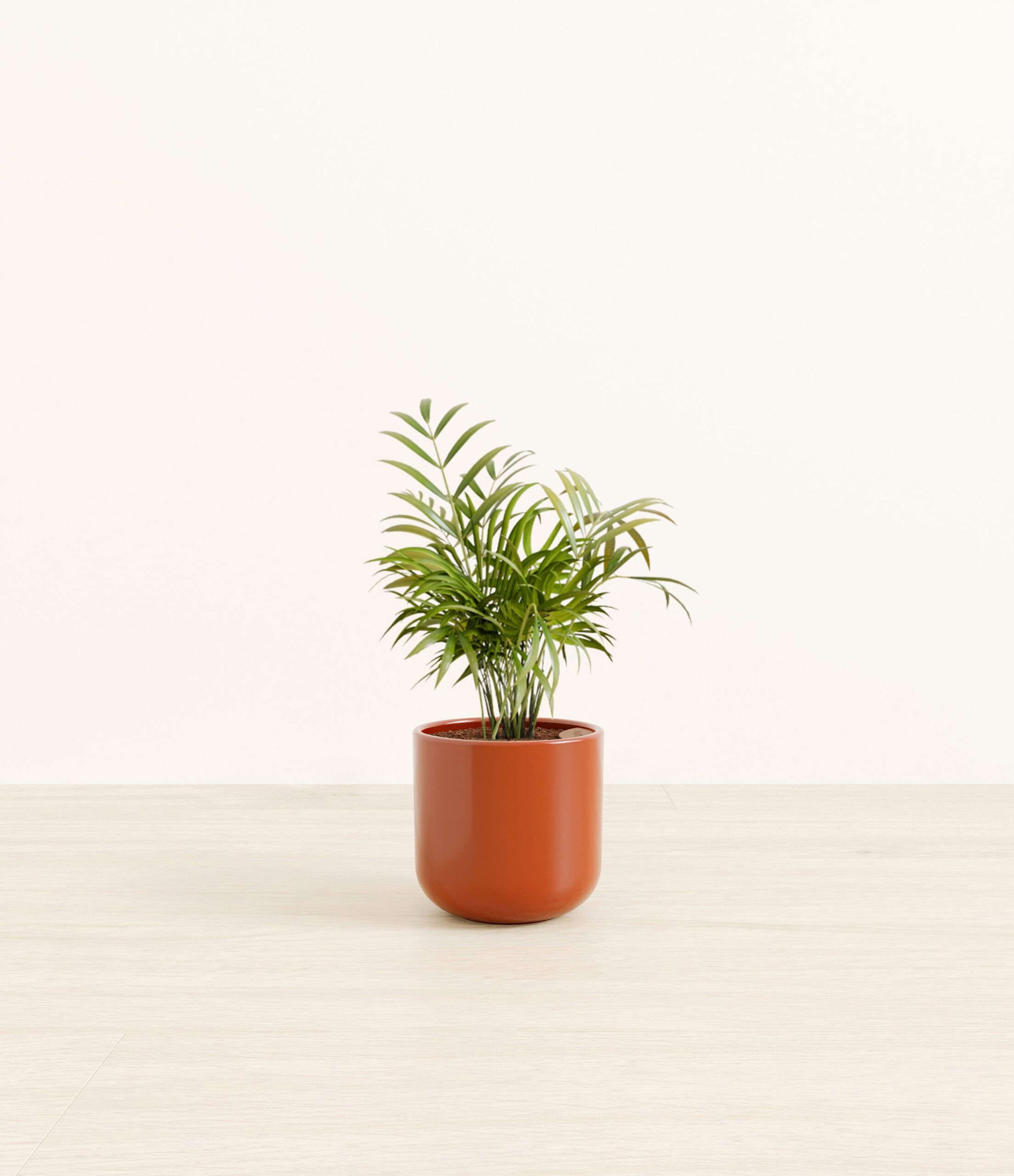NeantheBellaPalmSmall_Earth_Red.jpg