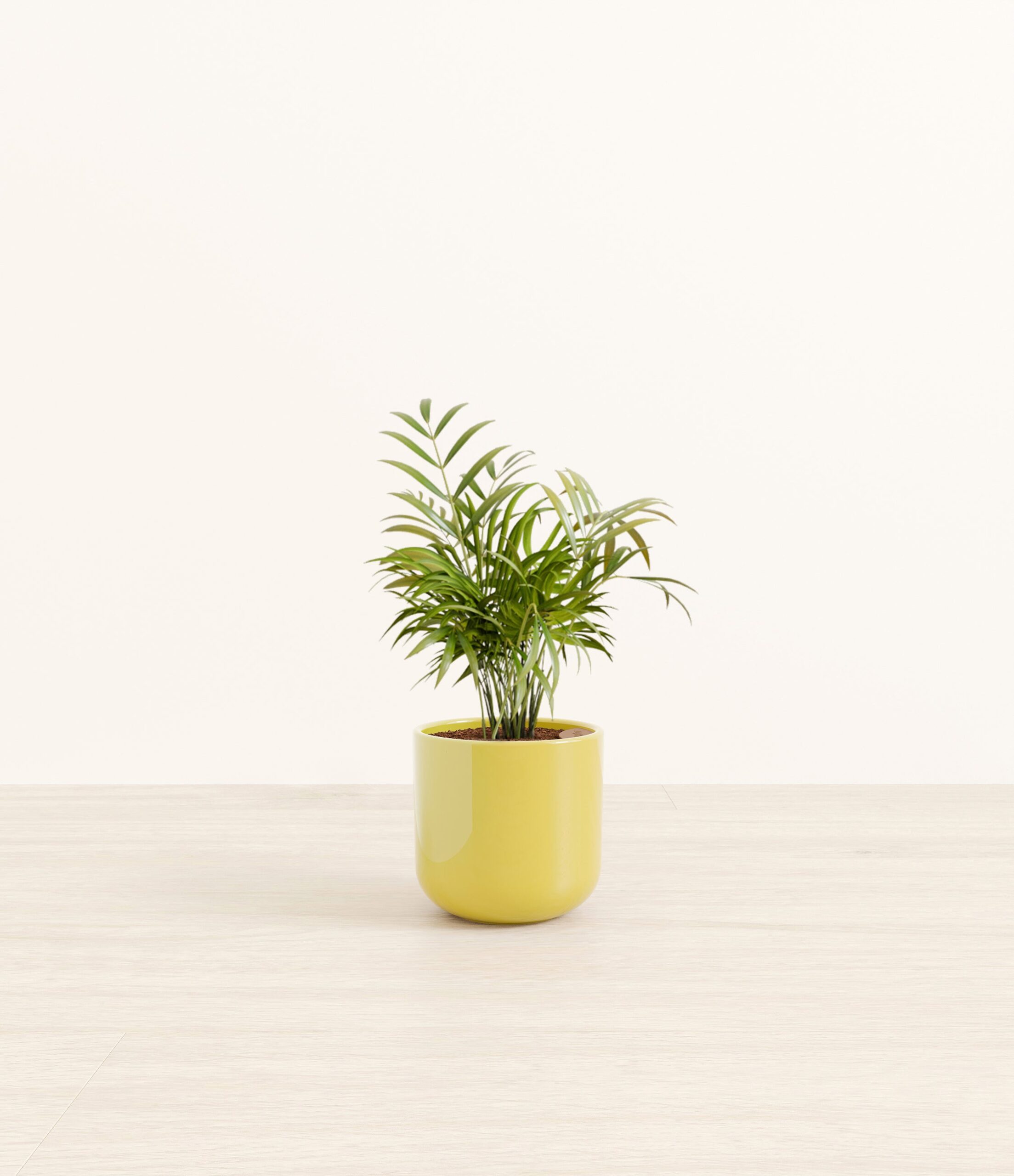 NeantheBellaPalmSmall_Key-lime_Yellow.jpg