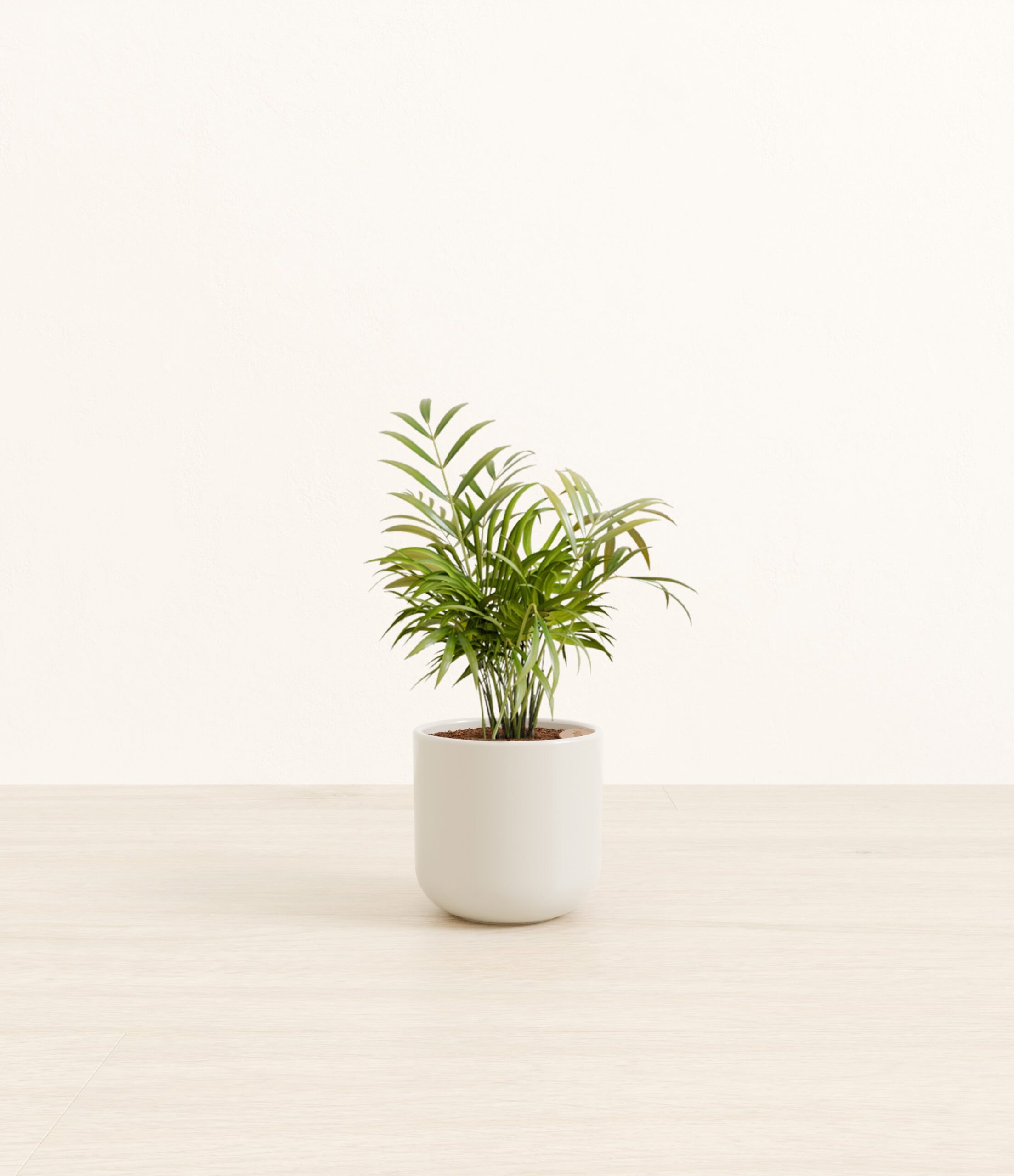 NeantheBellaPalmSmall_Natural_Bamboo.jpg