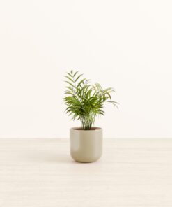Parlor Palm - Small Small Yoko