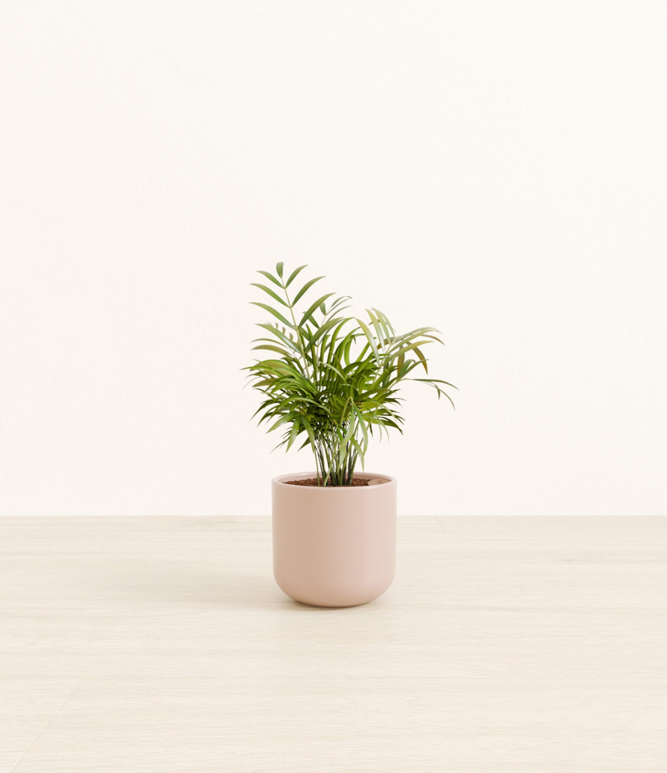 NeantheBellaPalmSmall_Sandy_Pink.jpg