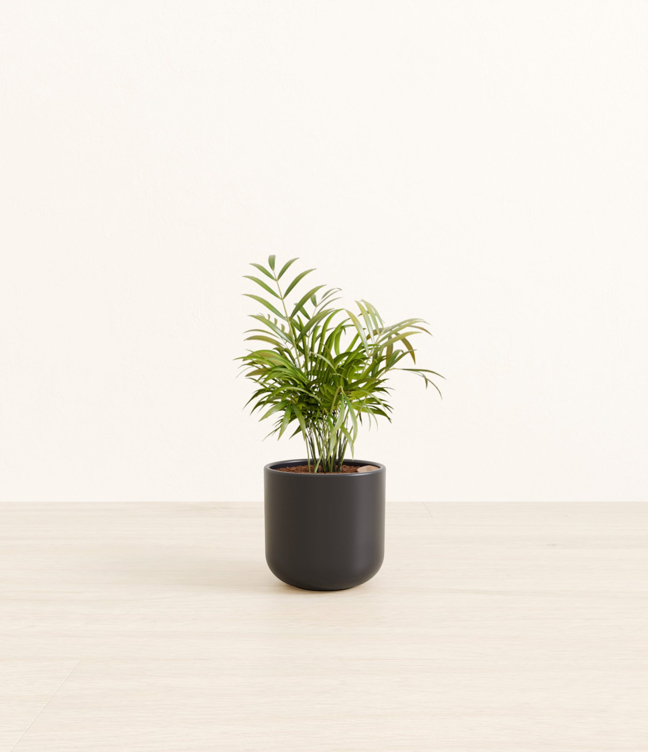 NeantheBellaPalmSmall_Stone_Black.jpg