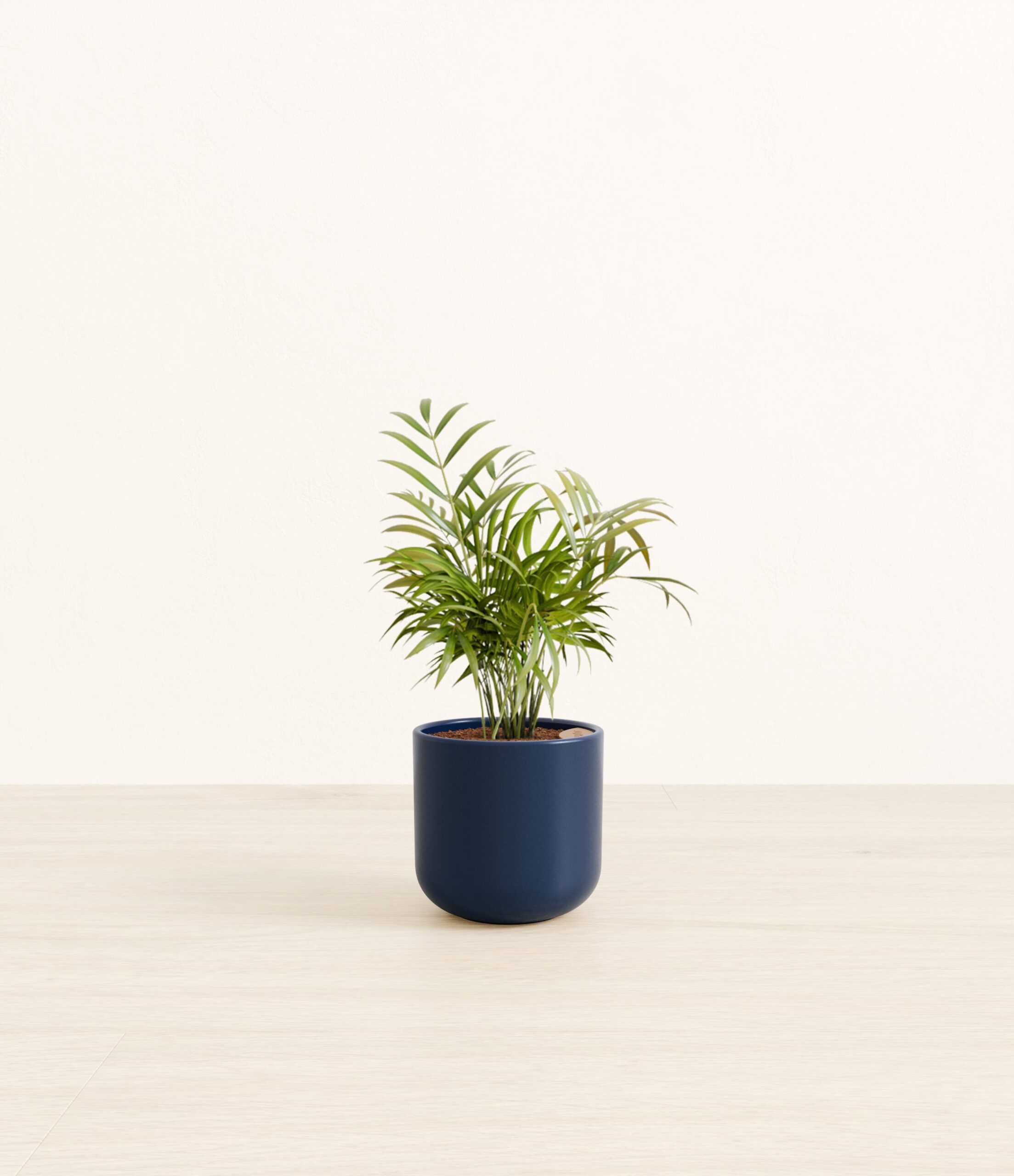 NeantheBellaPalmSmall_Twilight_Blue.jpg
