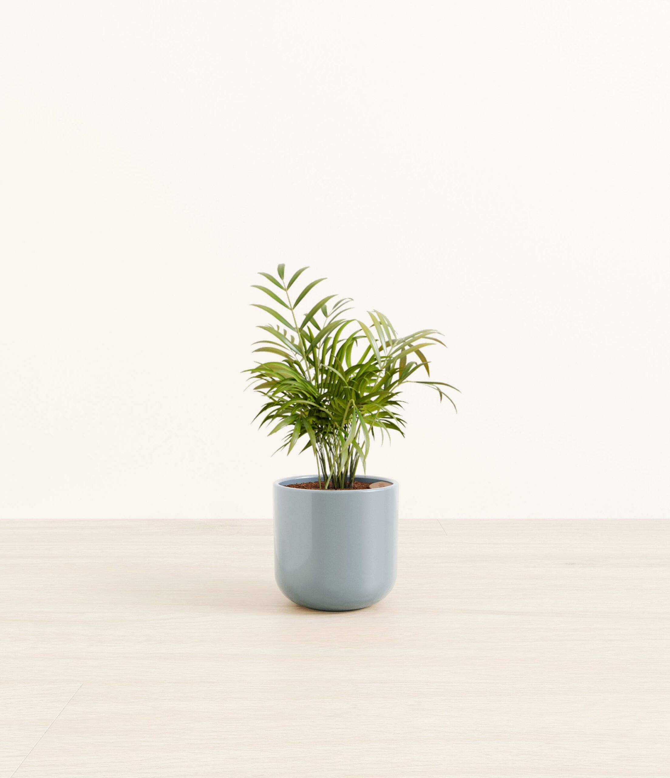 NeantheBellaPalmSmall_misty_Blue.jpg