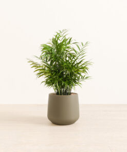 Parlor Palm - Medium Amber