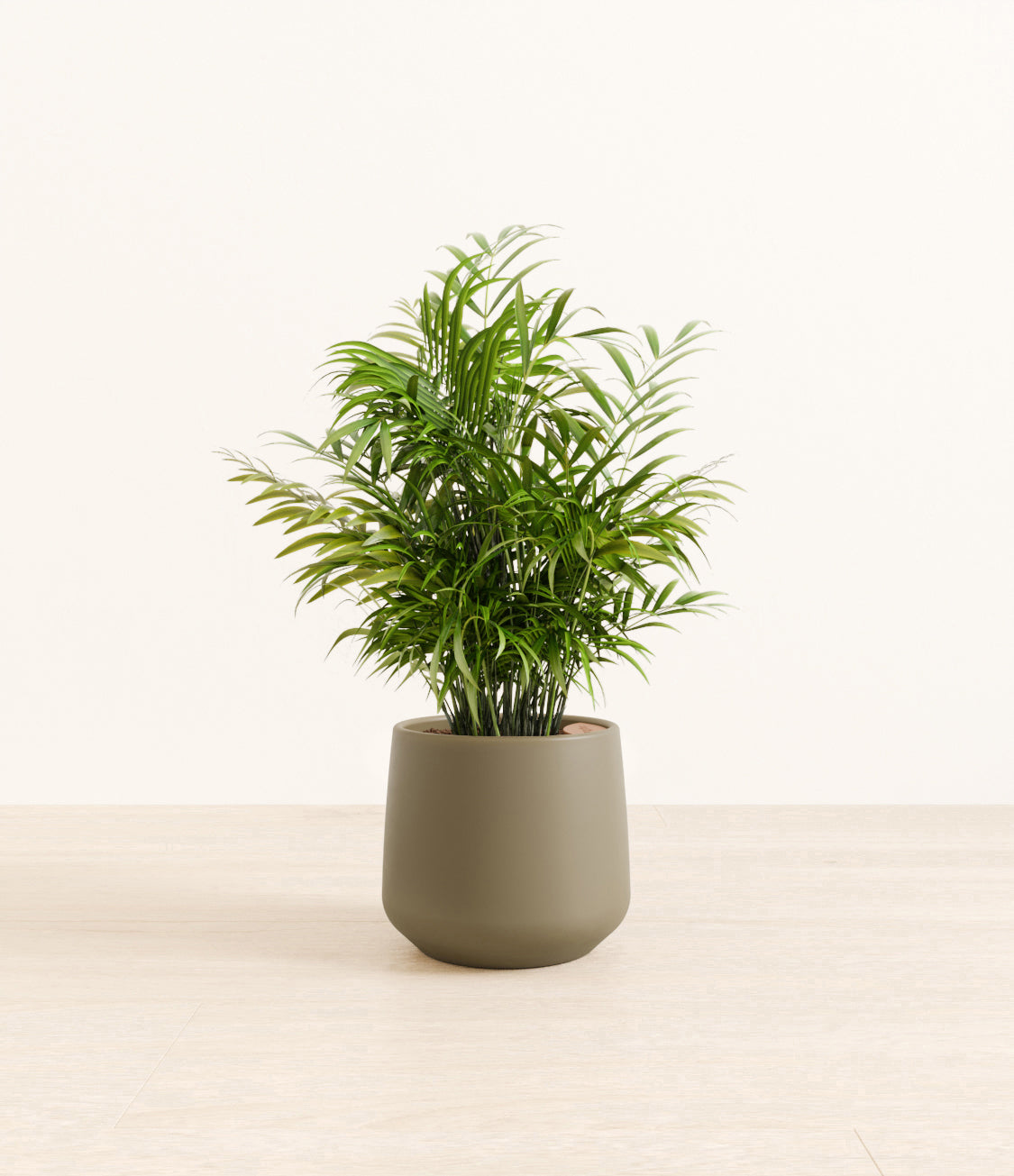 Neanthe_Bella_Palm_Amber_medium_army_green.jpg