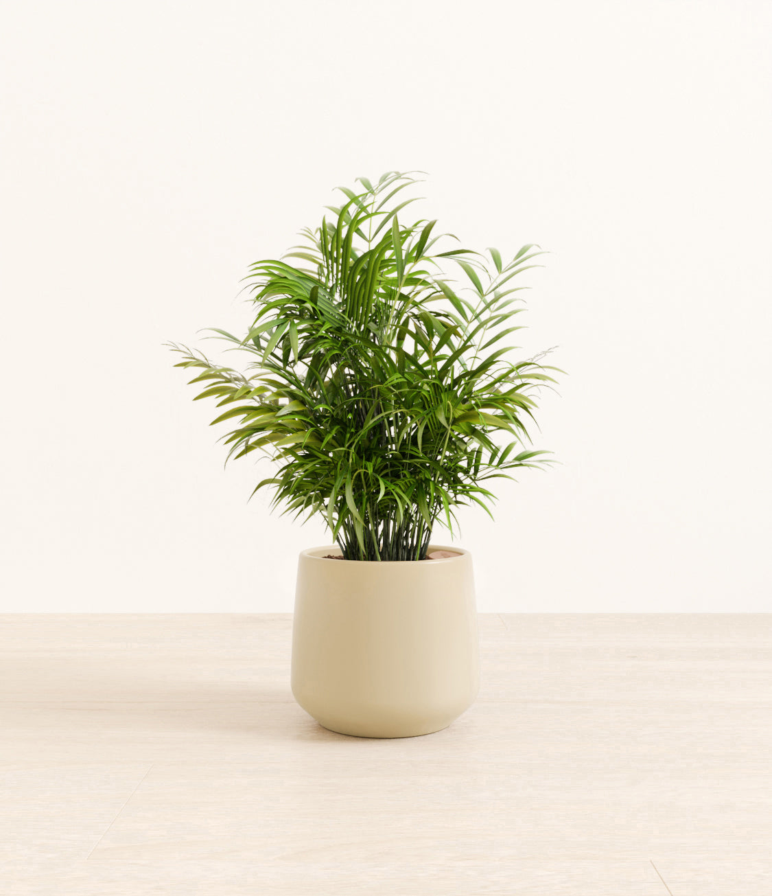 Neanthe_Bella_Palm_Amber_medium_beige.jpg