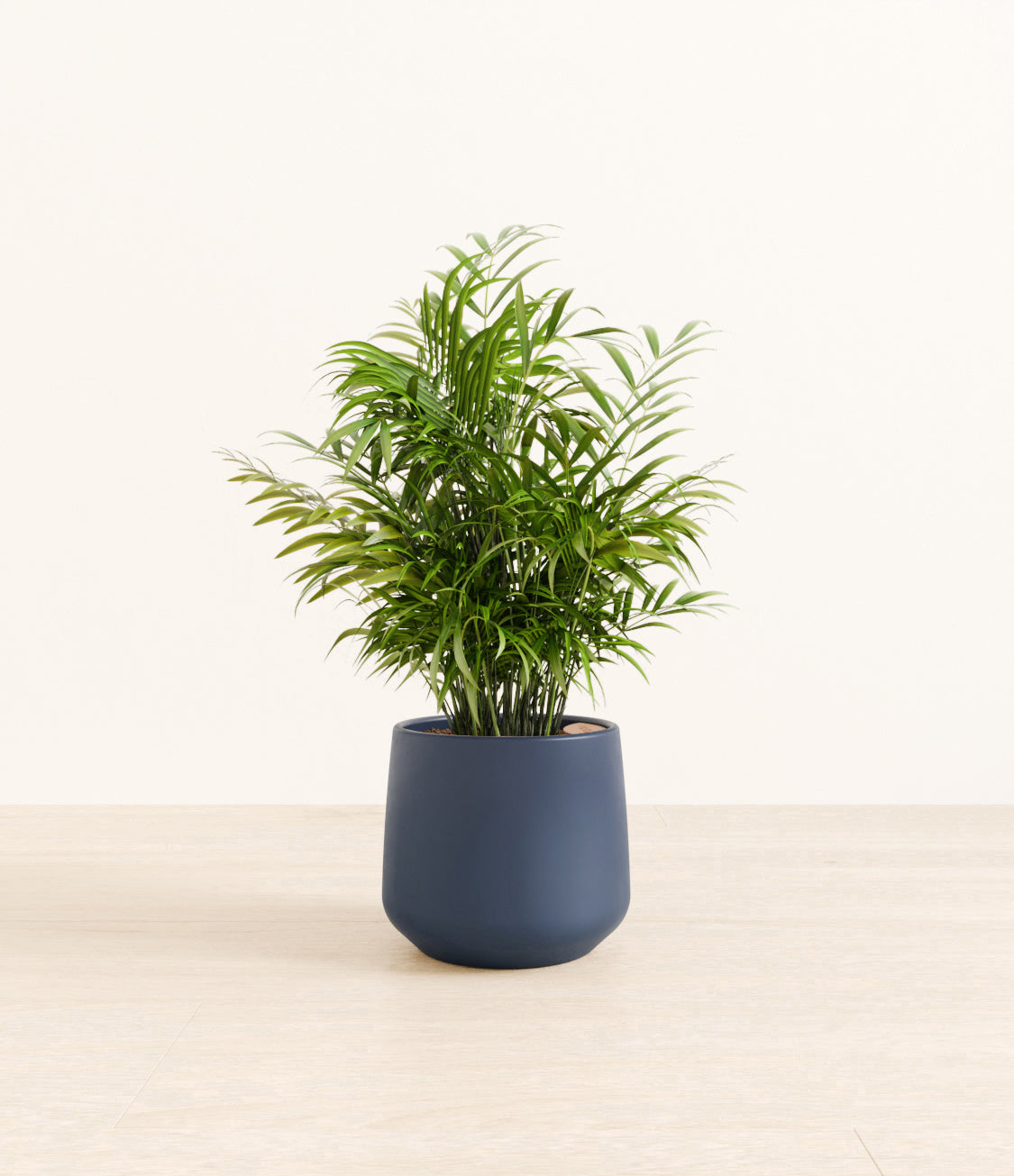 Neanthe_Bella_Palm_Amber_medium_blue.jpg