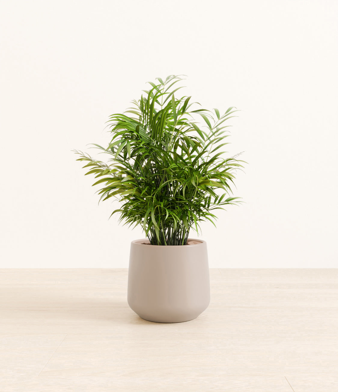 Neanthe_Bella_Palm_Amber_medium_light_grey.jpg
