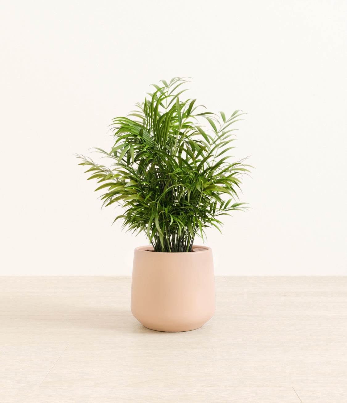 Neanthe_Bella_Palm_Amber_medium_light_pink.jpg