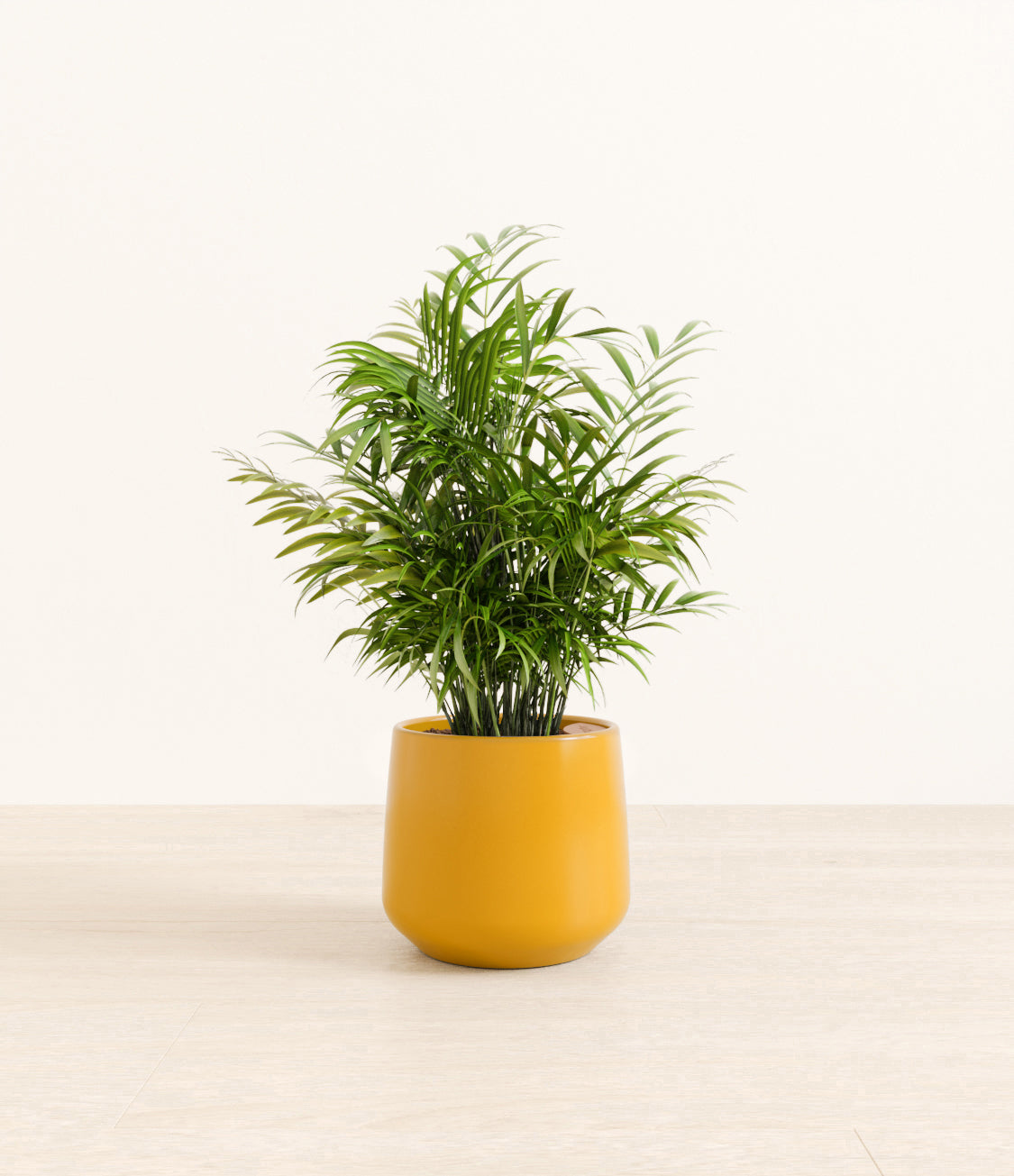 Neanthe_Bella_Palm_Amber_medium_mustard_yellow.jpg