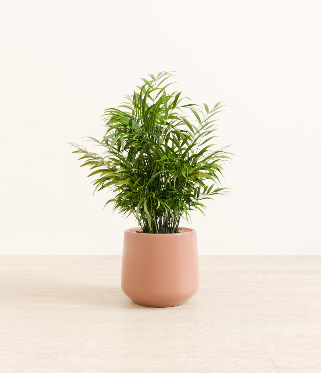 Neanthe_Bella_Palm_Amber_medium_old_rose.jpg