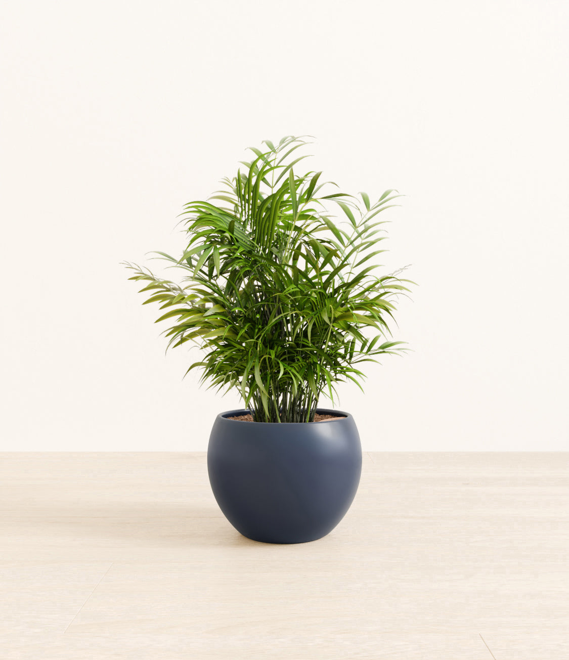 Neanthe_Bella_Palm_Monet_blue.jpg