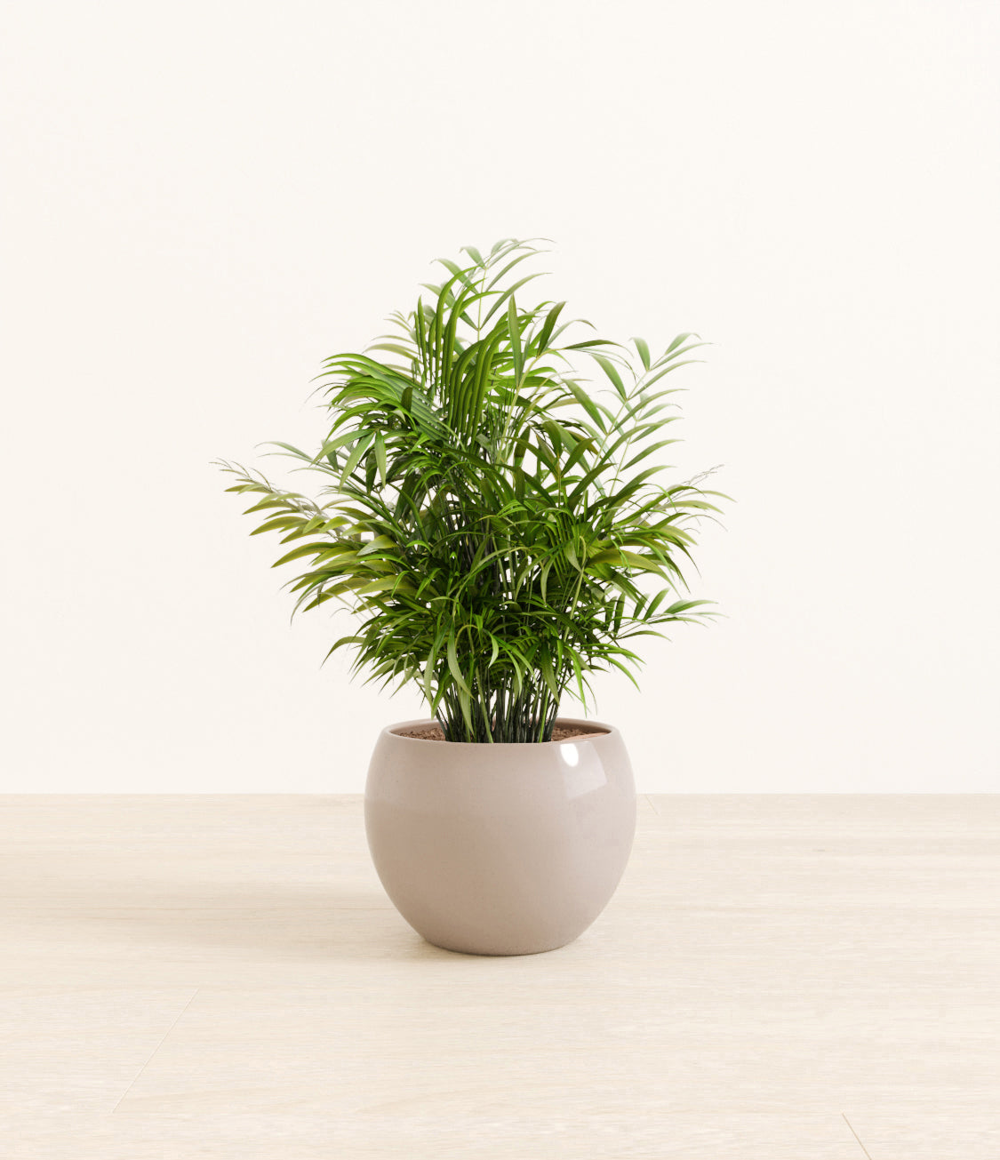 Neanthe_Bella_Palm_Monet_brown.jpg