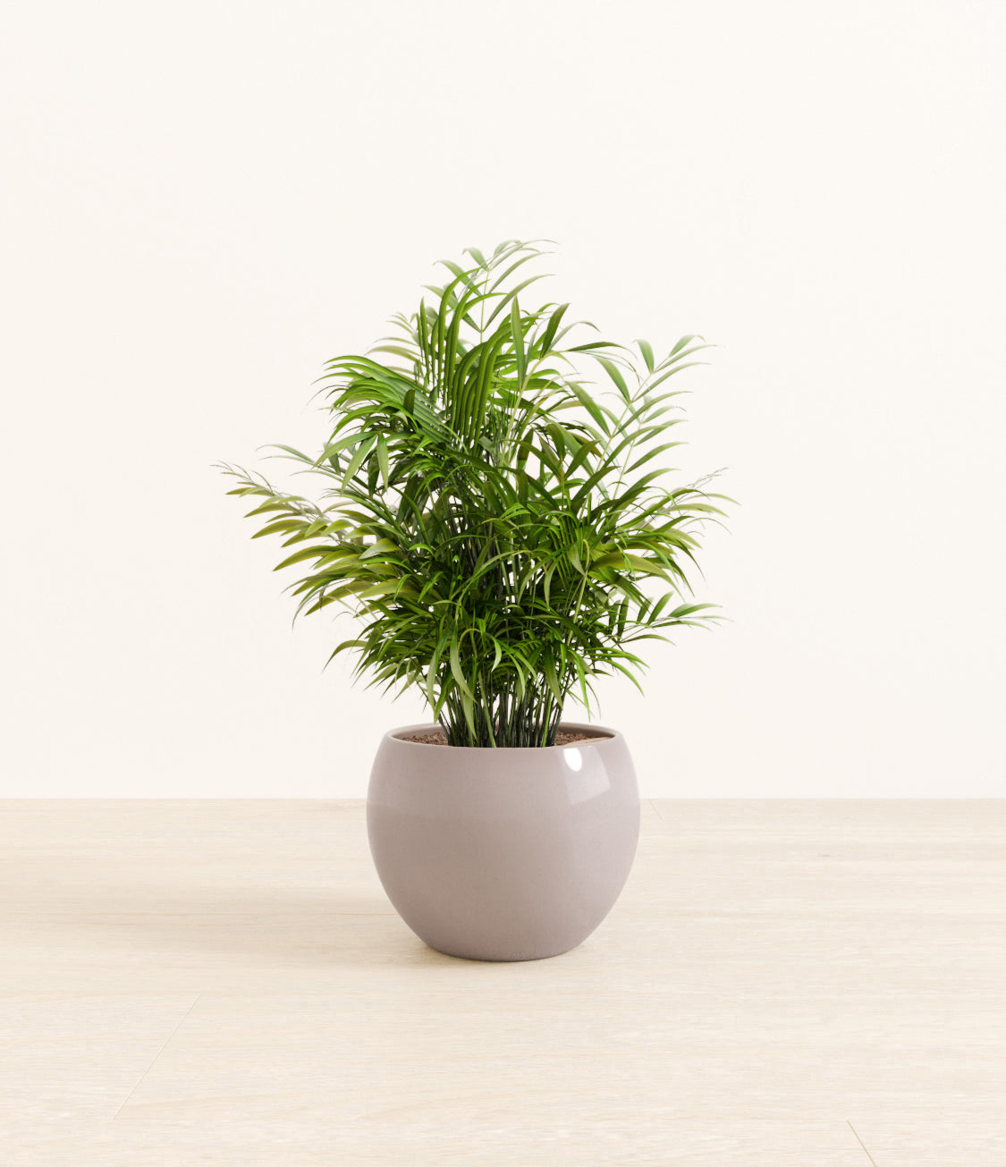 Neanthe_Bella_Palm_Monet_grey.jpg