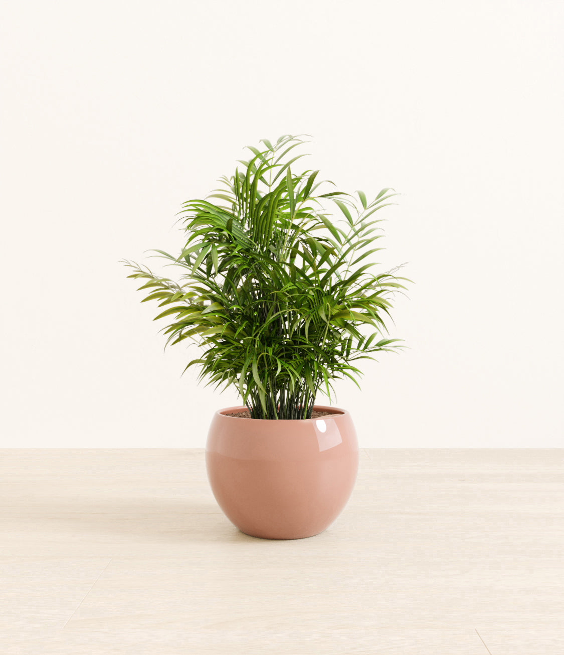 Neanthe_Bella_Palm_Monet_old_rose.jpg