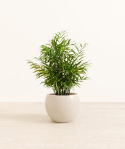 Parlor Palm - Medium Monet