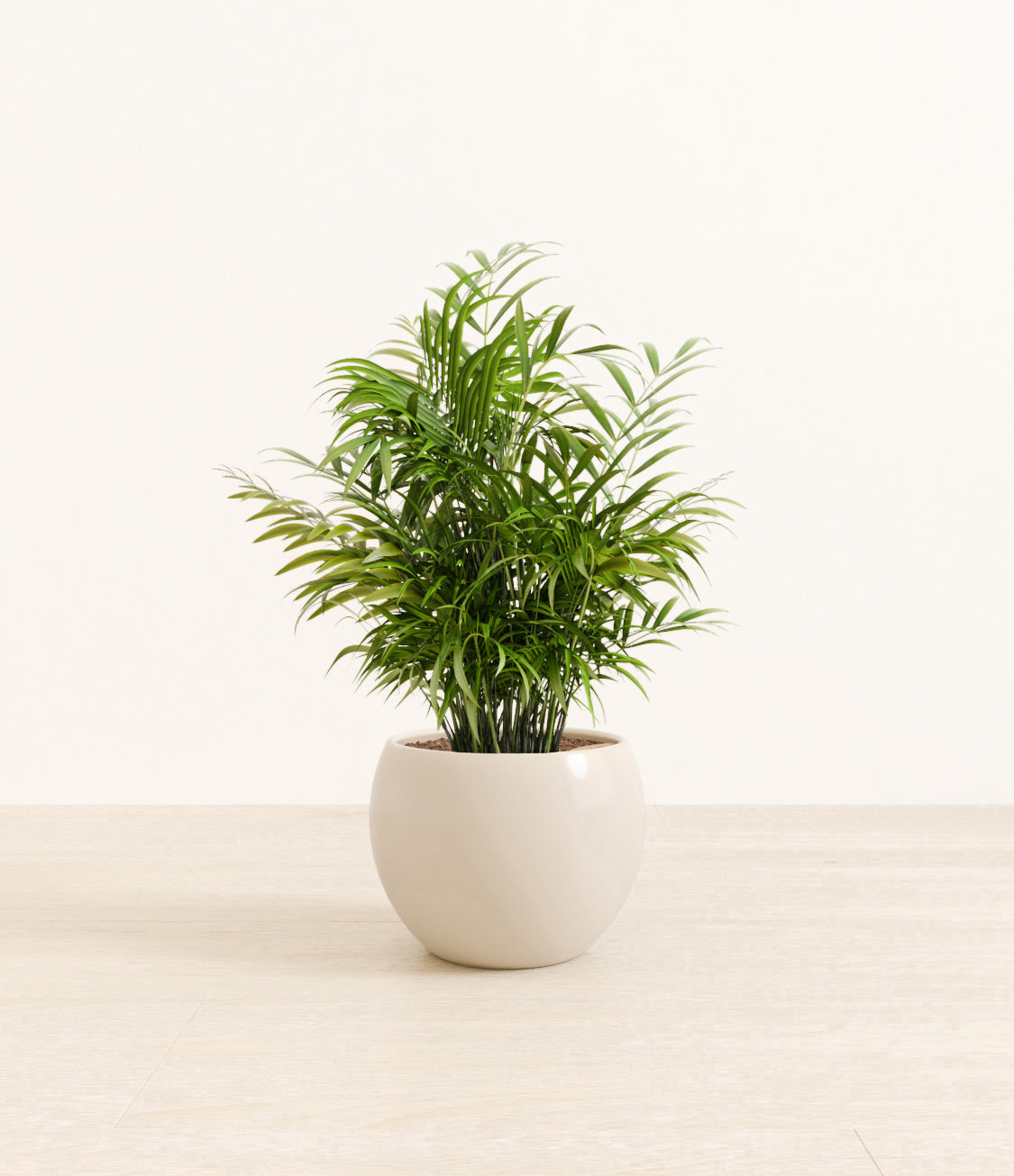 Neanthe_Bella_Palm_Monet_white_cream.jpg