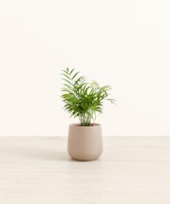 Parlor Palm - Small Amber