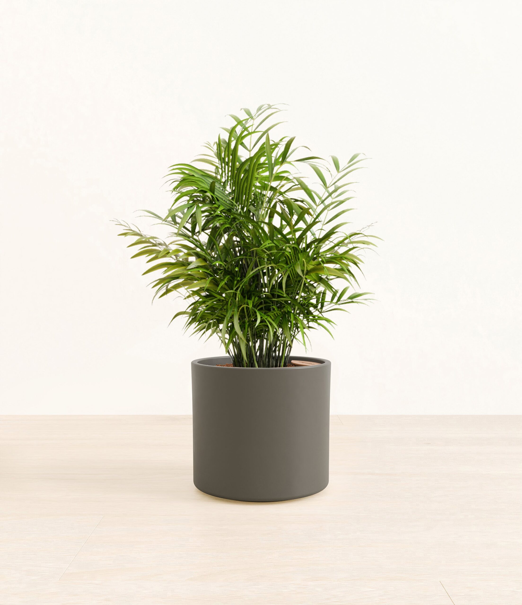 ParlorPalmEra_army_green_without_stand.jpg