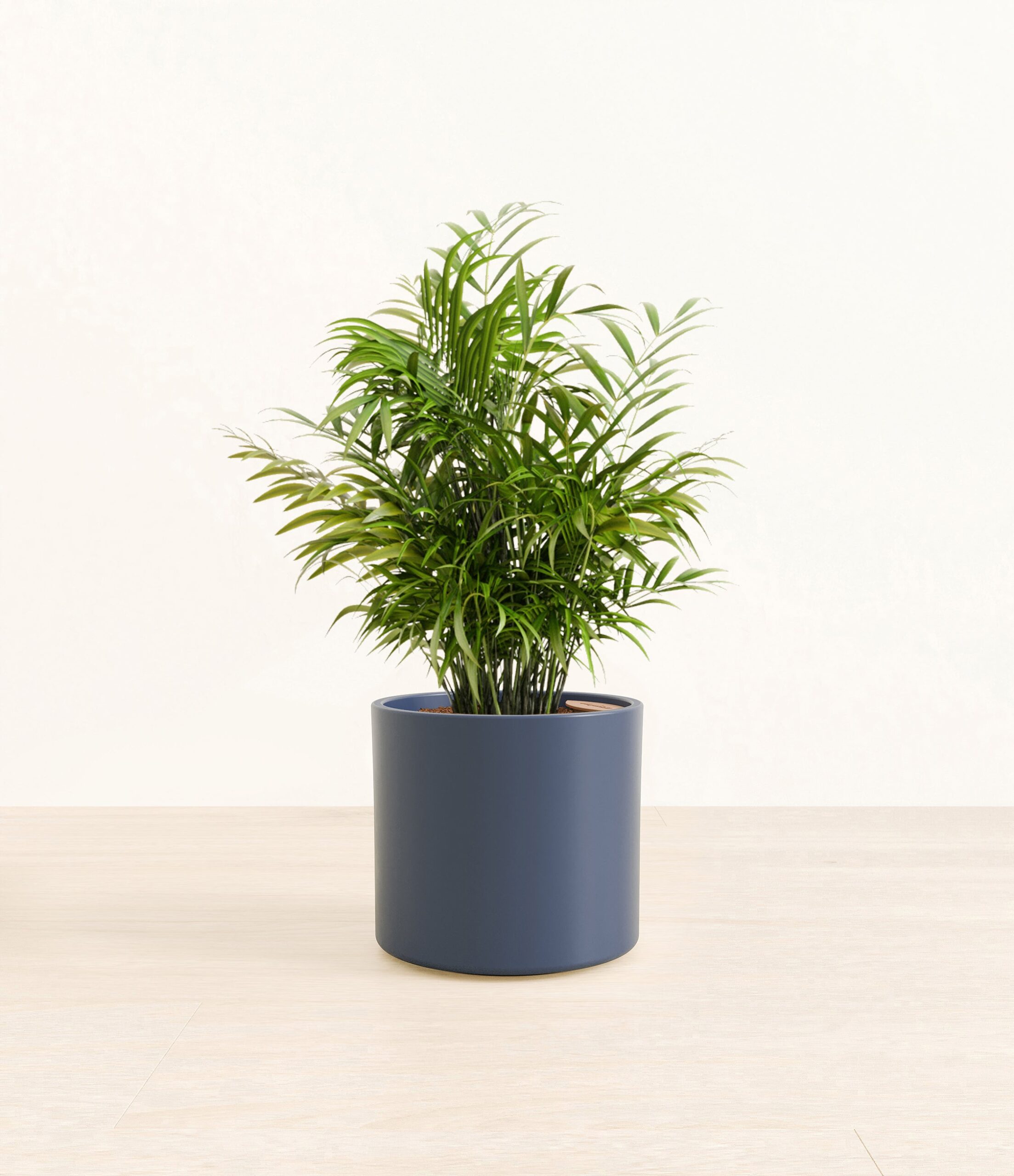 ParlorPalmEra_blue_without_stand.jpg