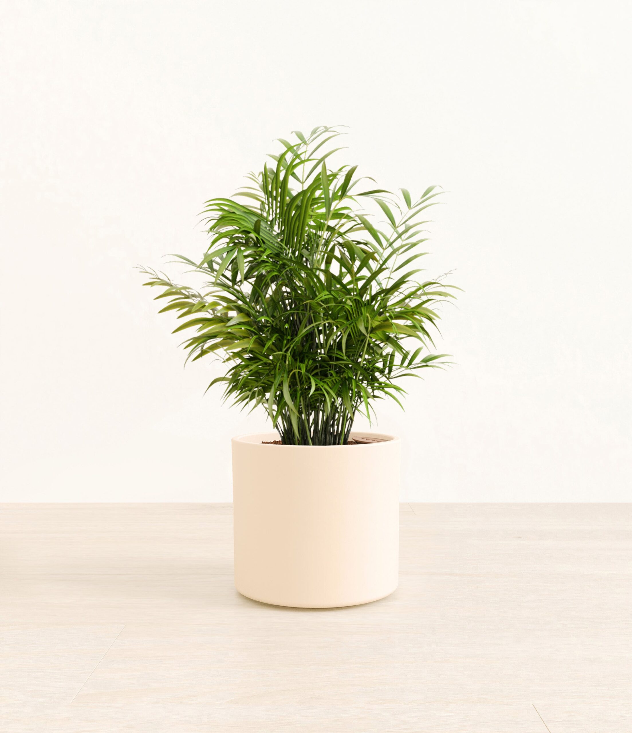 ParlorPalmEra_cream_without_stand.jpg