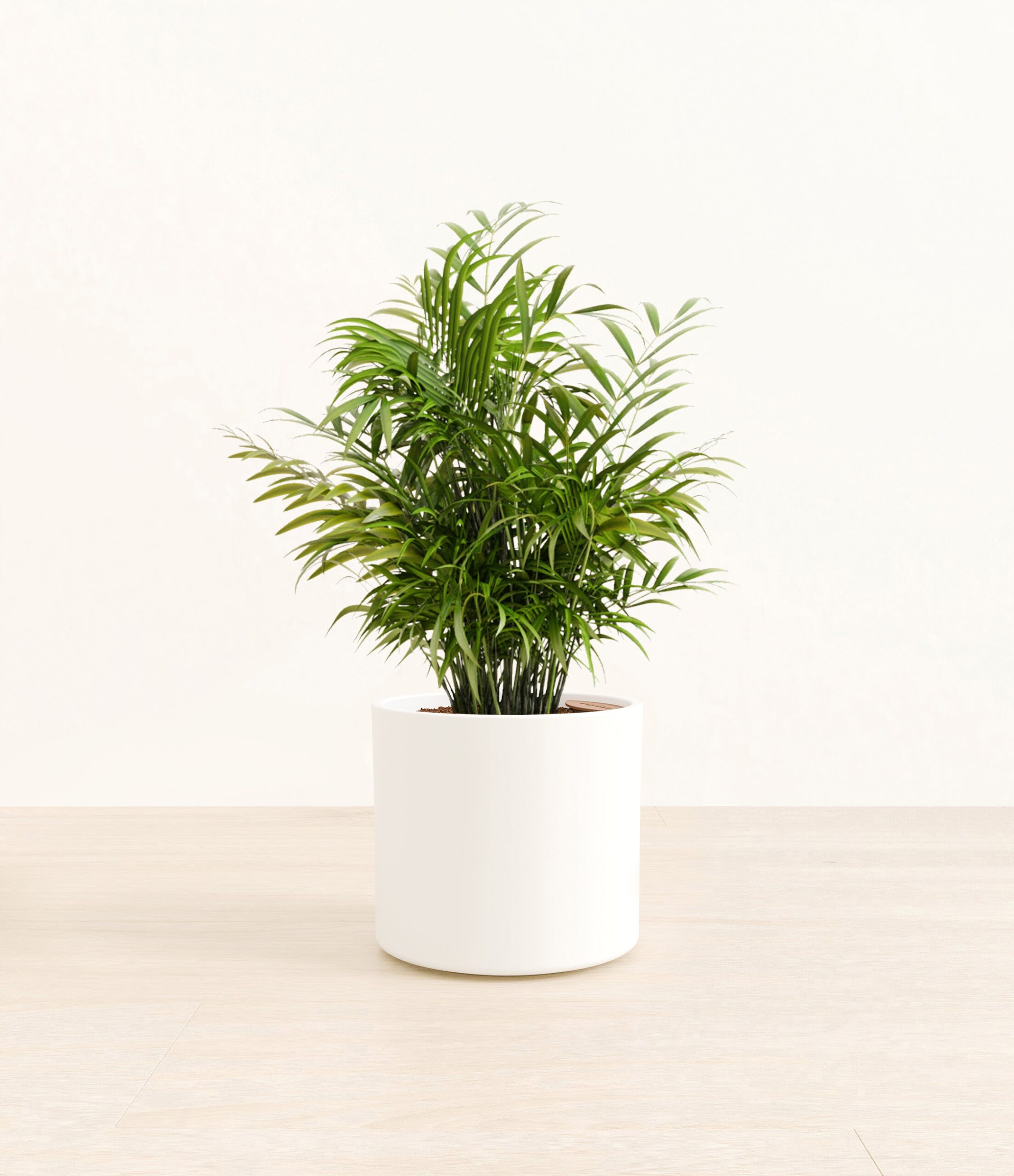 ParlorPalmEra_white_without_stand.jpg