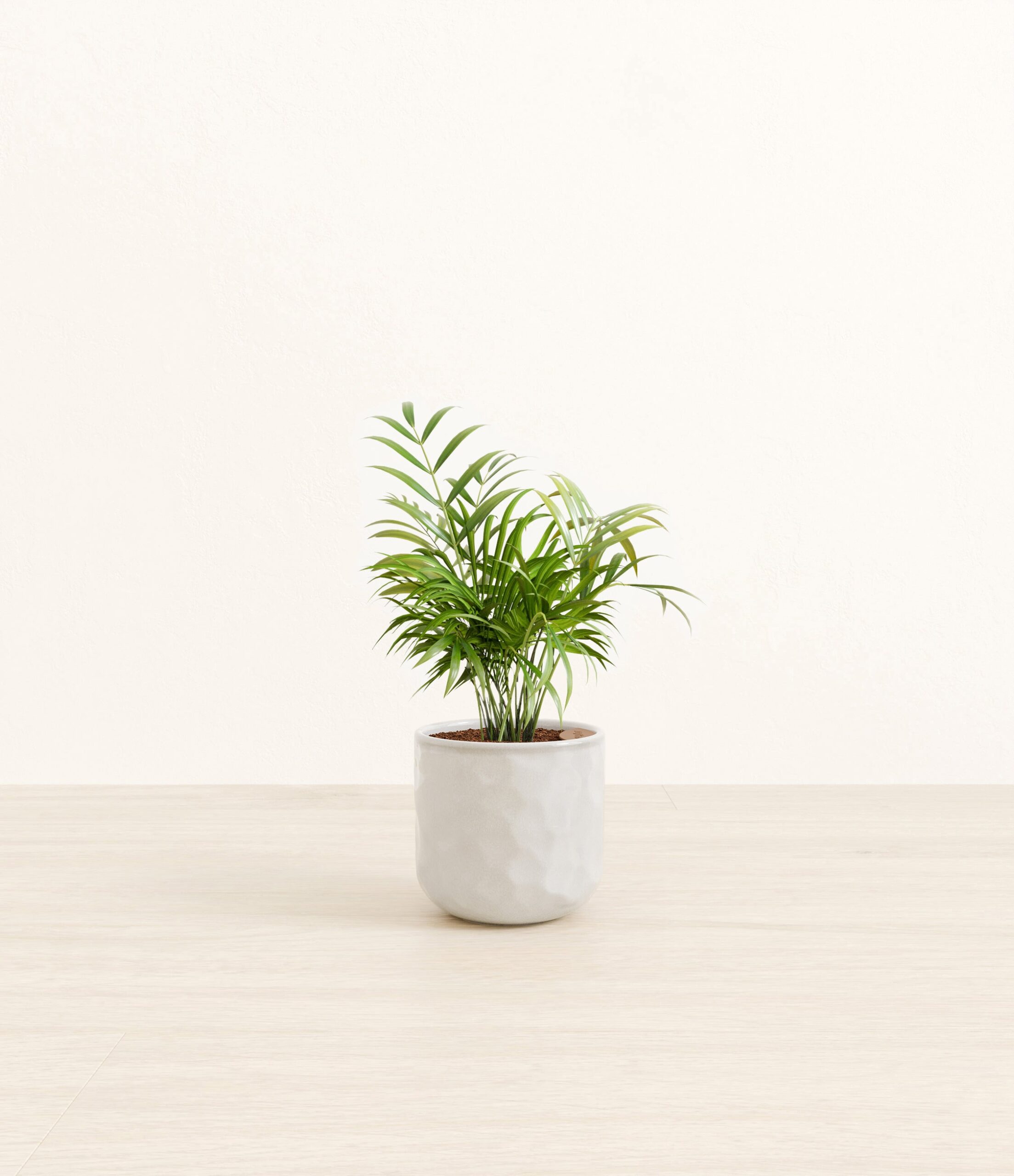 Parlor_Palm_Hammerd_Ivory.jpg