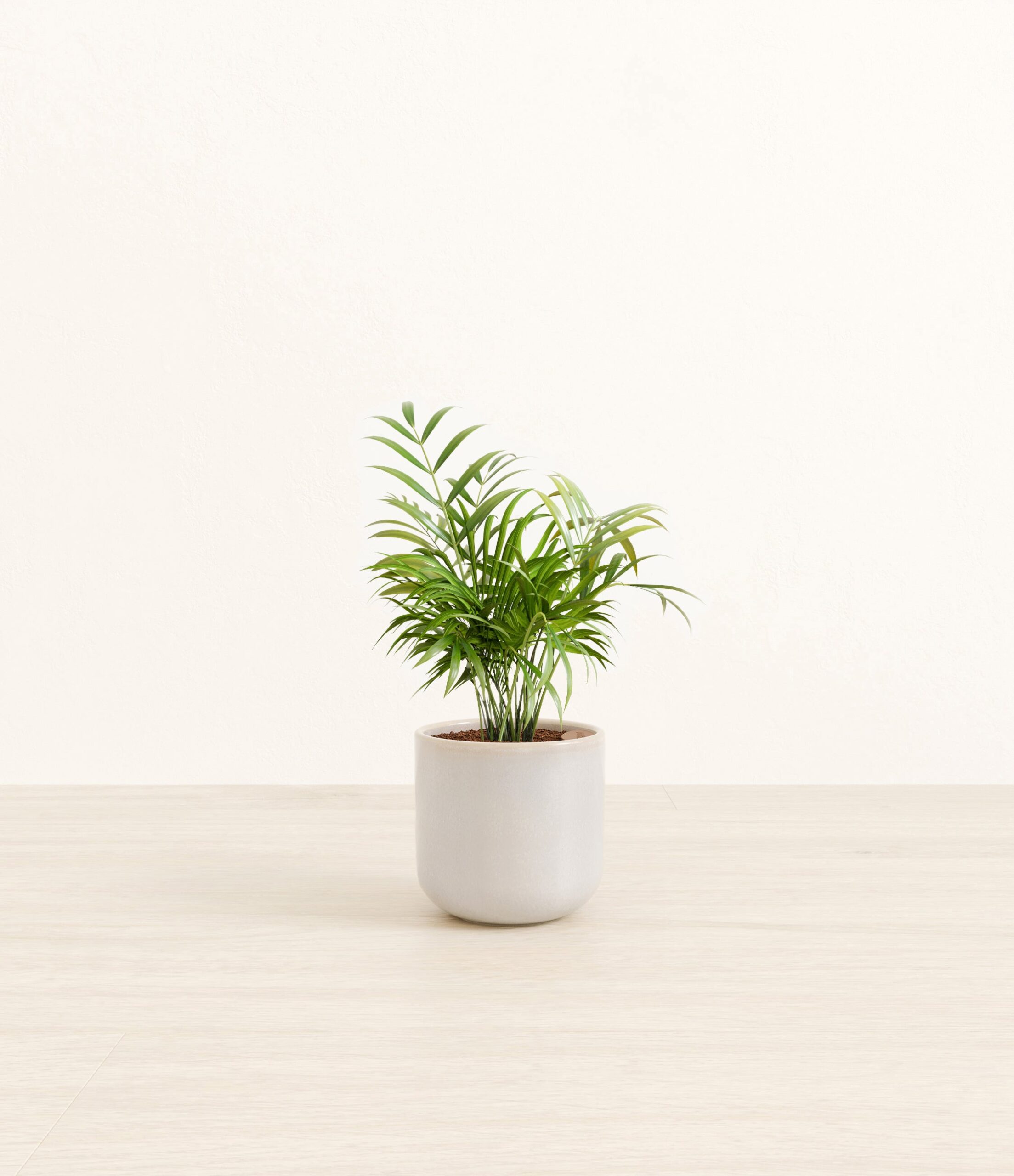 Parlor_Palm_Snowdrift_White.jpg