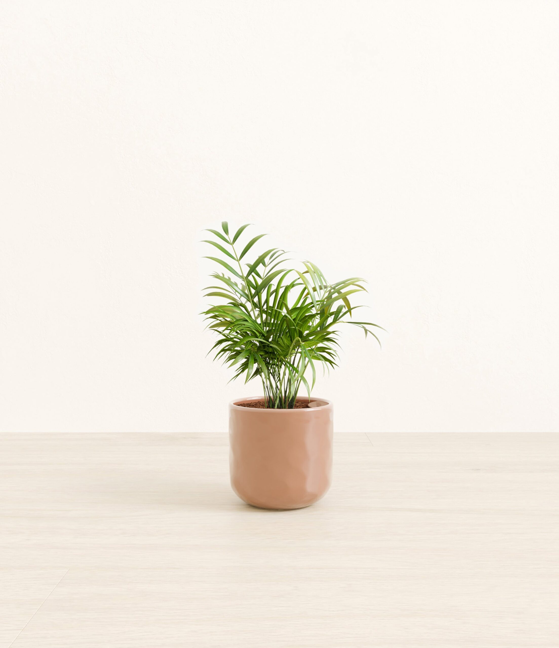 Parlor_Palm_peach_pink_hammered.jpg
