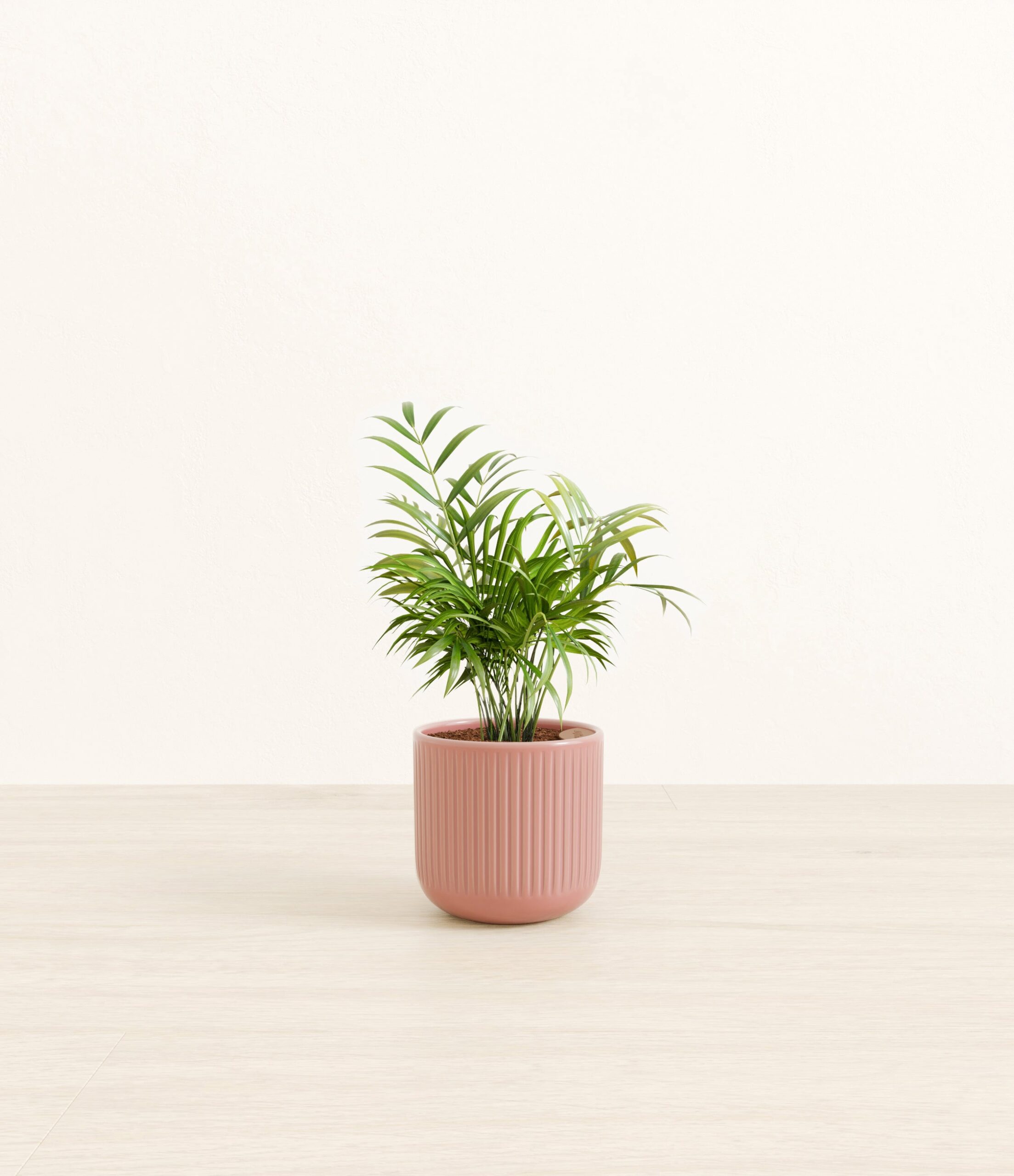 Parlor_Palm_pink_striped.jpg