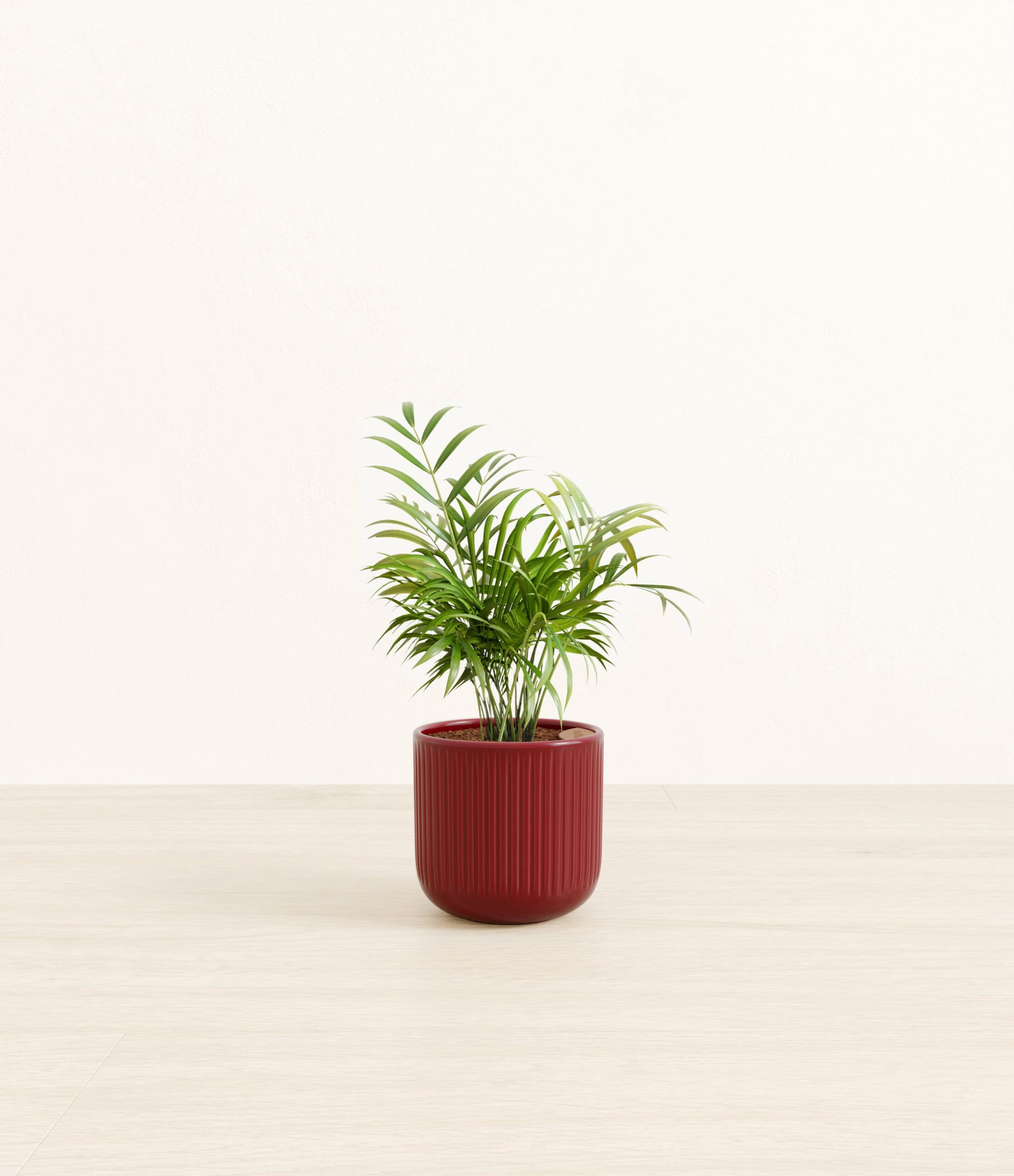 Parlor_Palm_red_striped.jpg