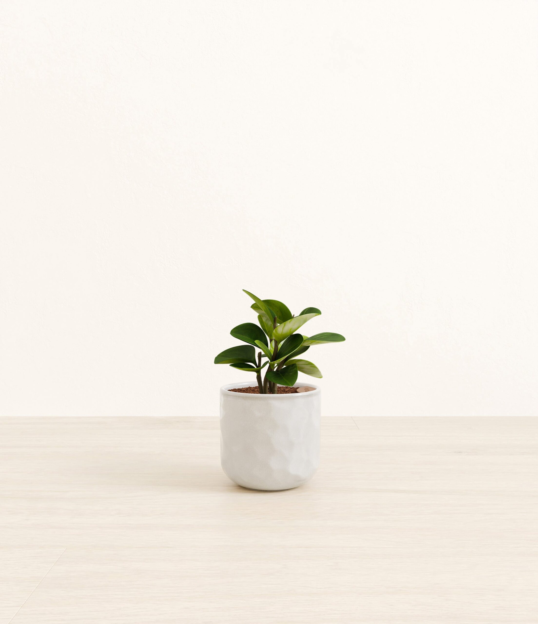 Peperomia_hammerd_ivory.jpg