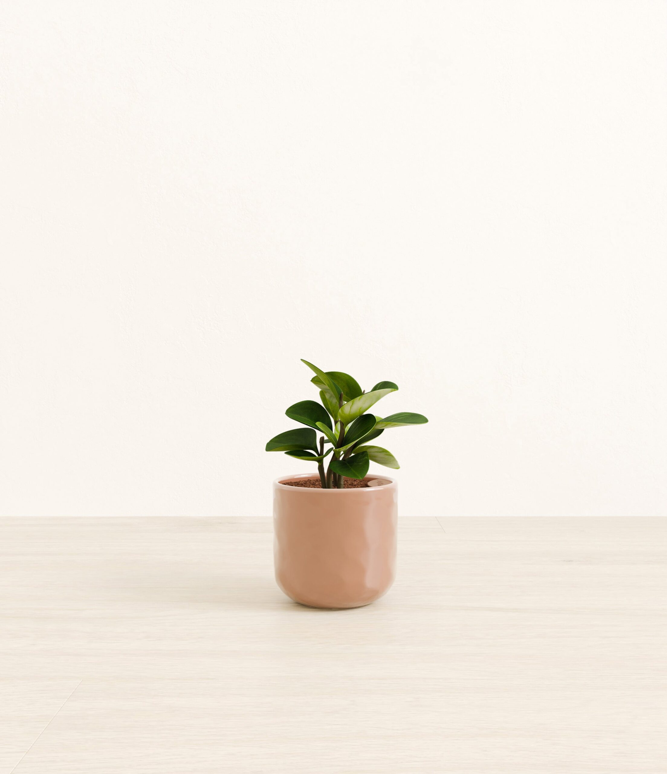 Peperomia_peach_pink_hammered.jpg