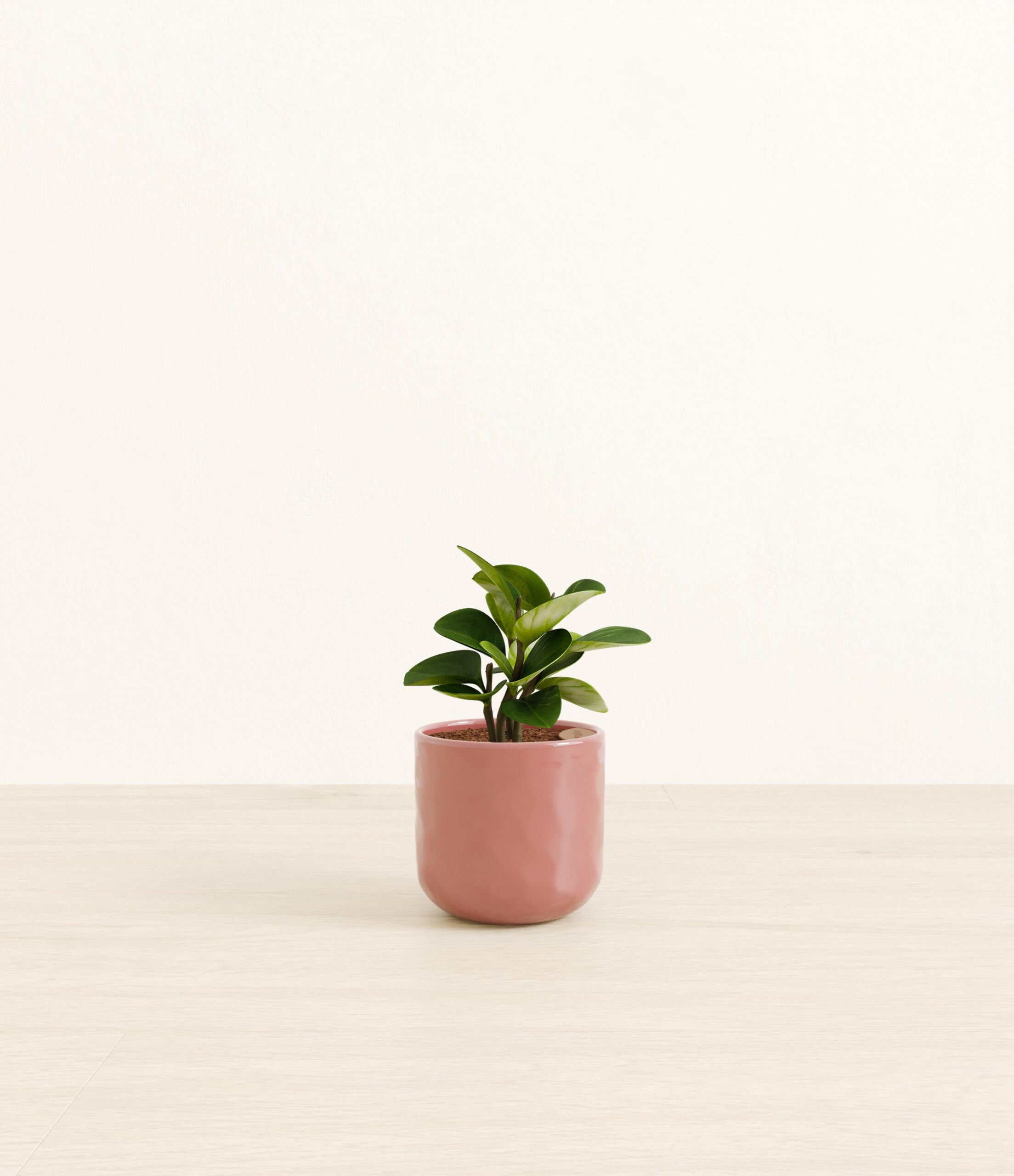 Peperomia_pink_hammered.jpg