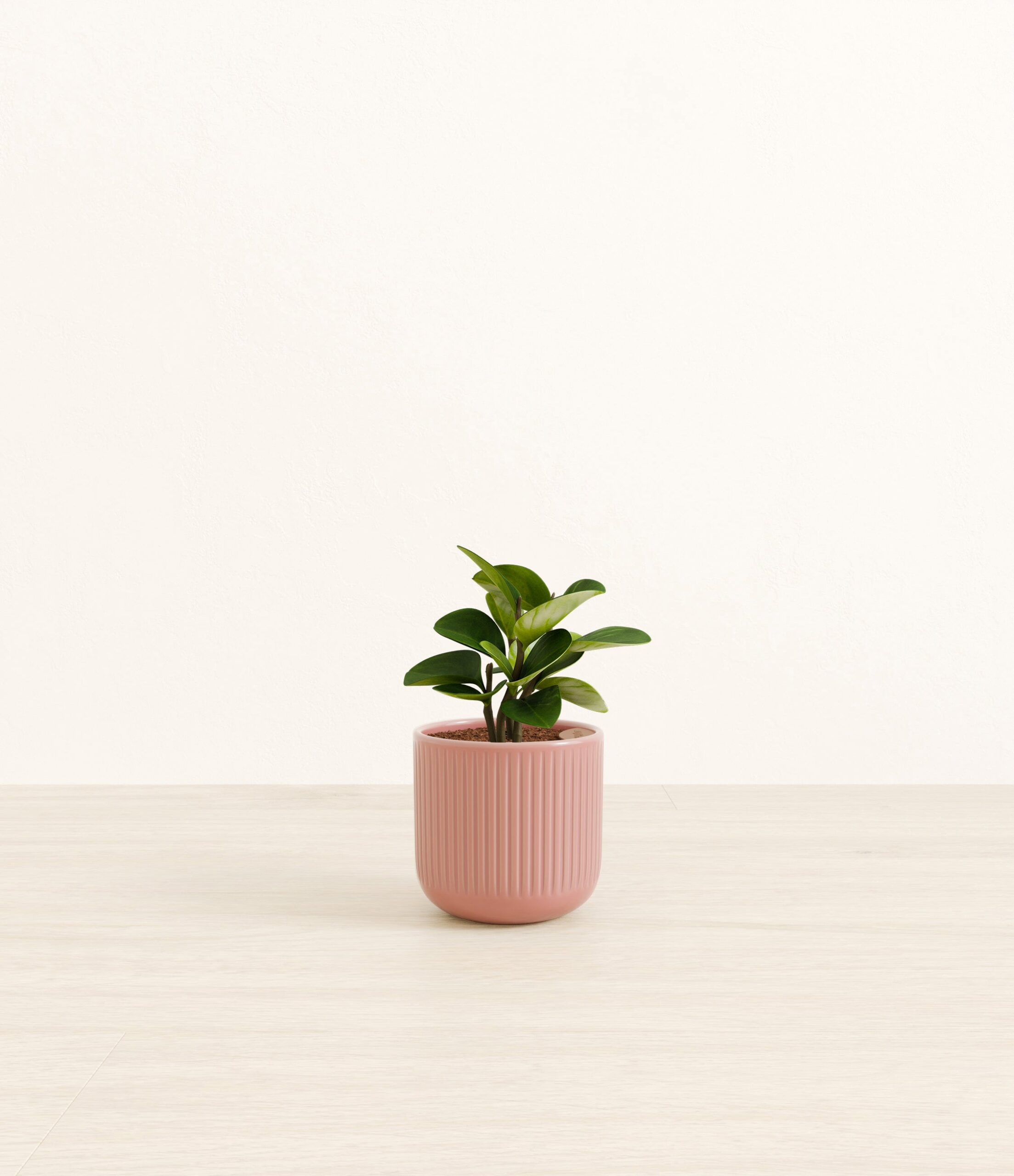Peperomia_pink_striped.jpg