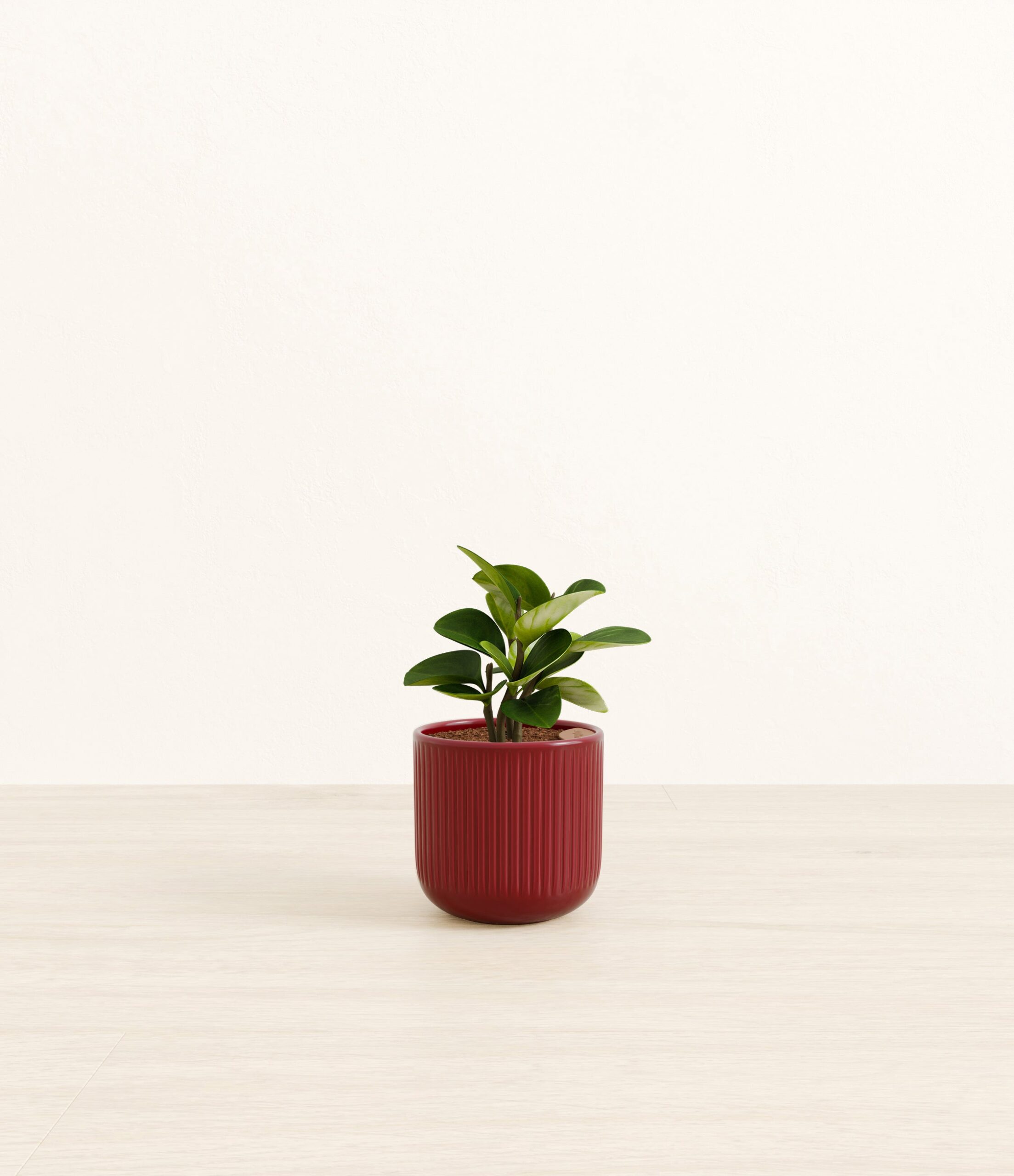 Peperomia_red_striped.jpg