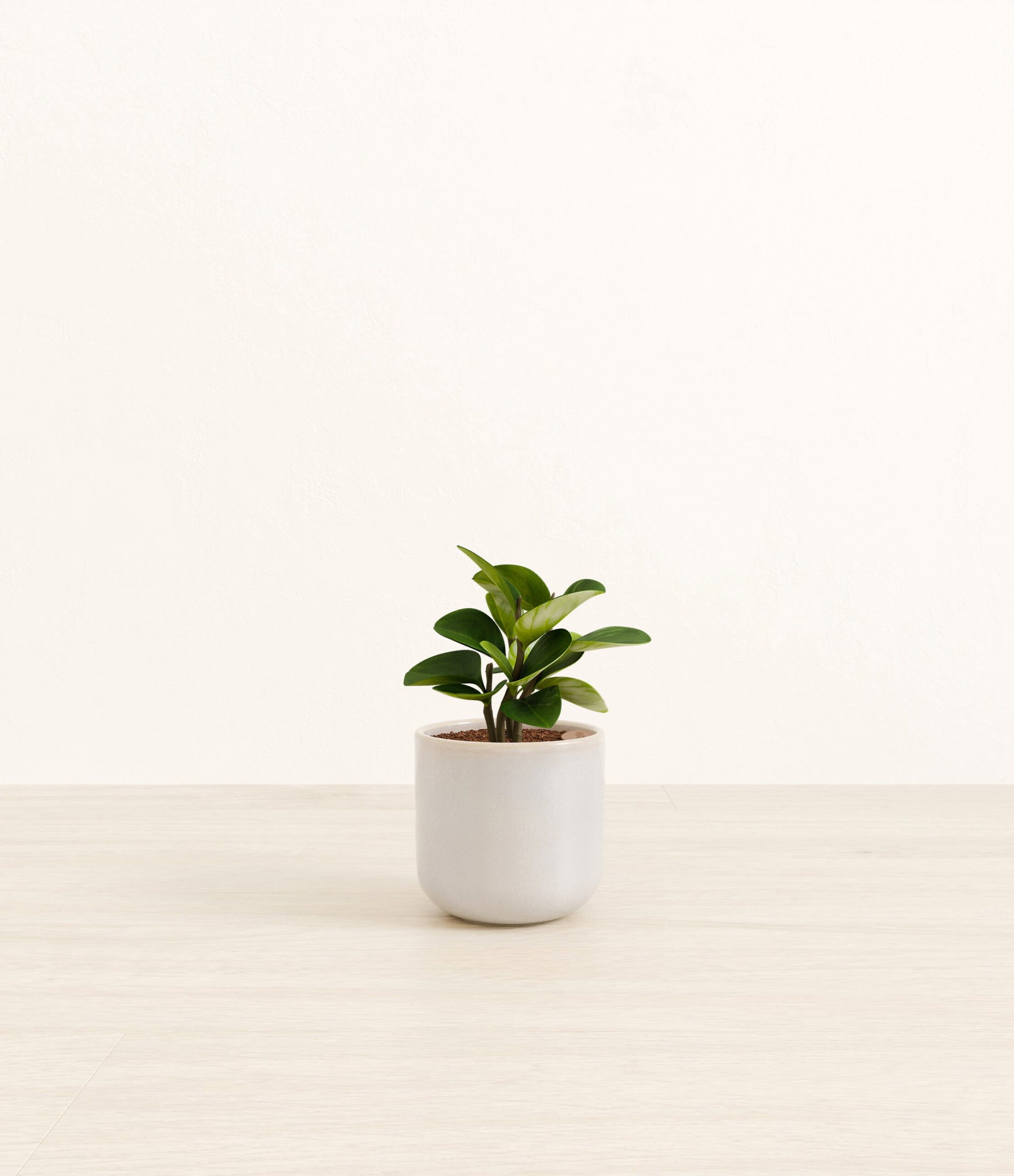 Peperomia_snowdrift_white_4007ca53-f9b0-4a91-86e1-574b9e6a7dd0.jpg