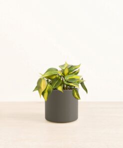 Scandens Brazil - Medium Era