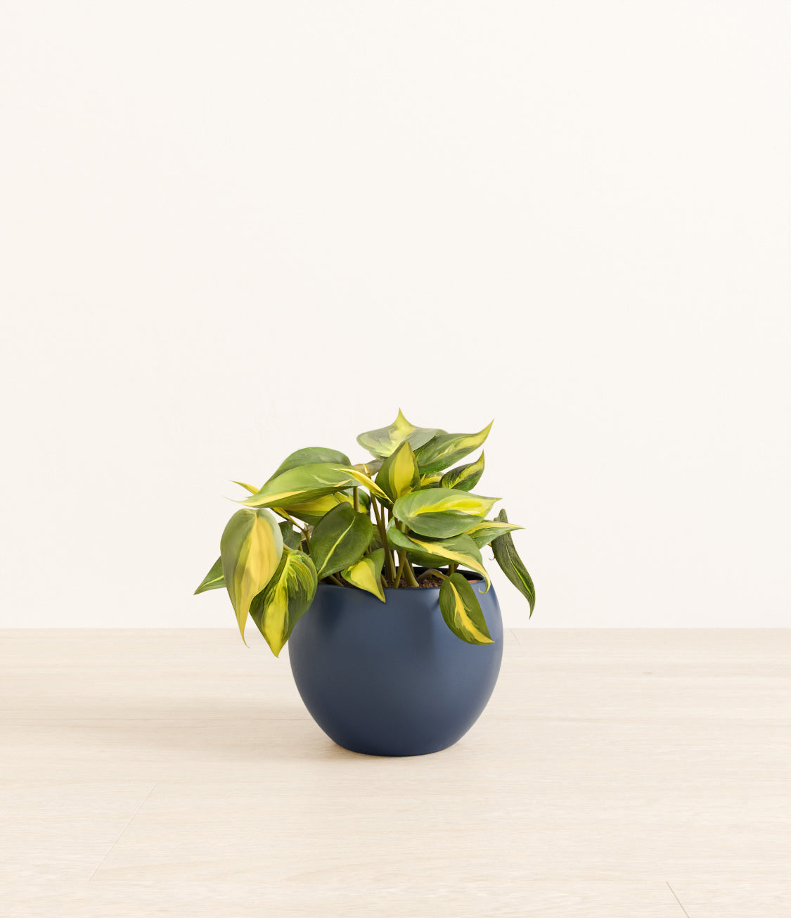 Philodendron_Brazil_monet_blue.jpg