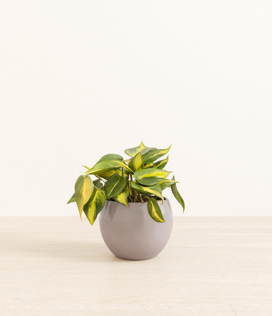 Philodendron_Brazil_monet_grey.jpg