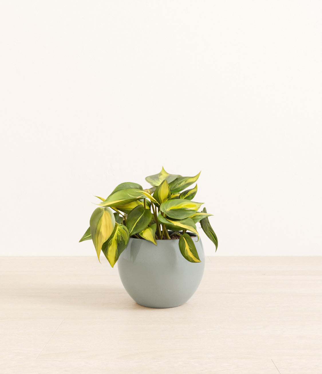 Philodendron_Brazil_monet_ocean.jpg